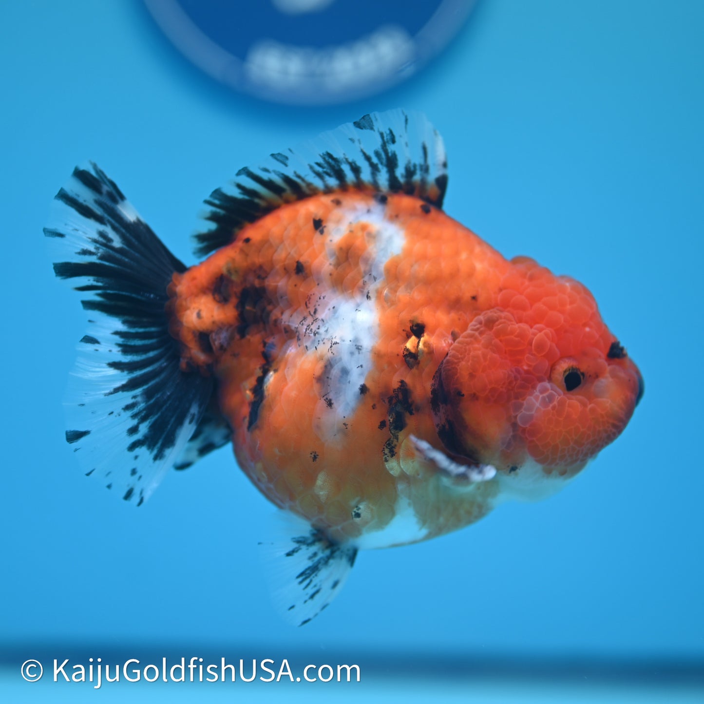 Shogun Godzilla Calico Oranda 3.5in Body (240614_OR11) - Kaiju Goldfish USA