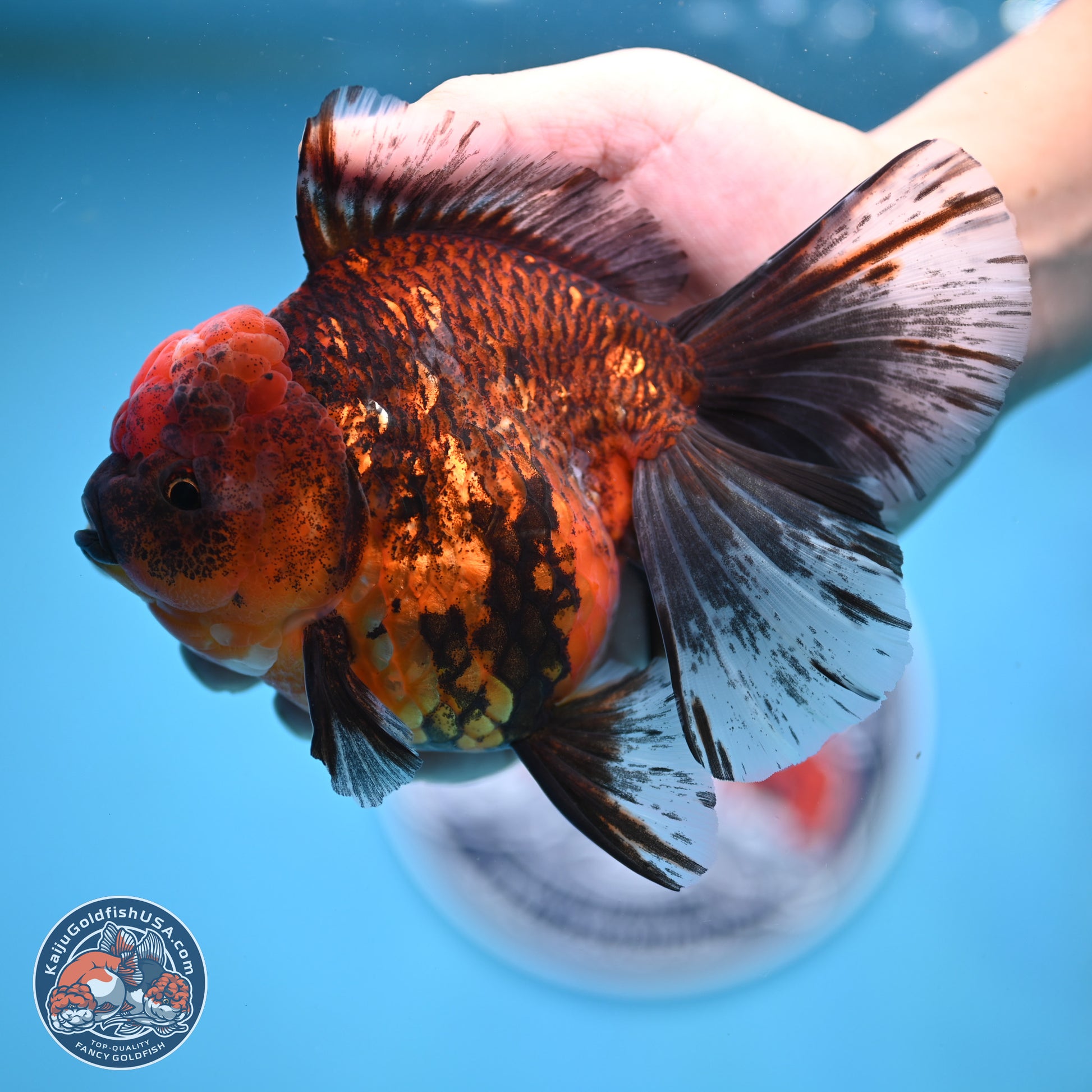 Tiger Rose Tail Oranda 6 inches - Female (241129_OR11) - Kaiju Goldfish USA
