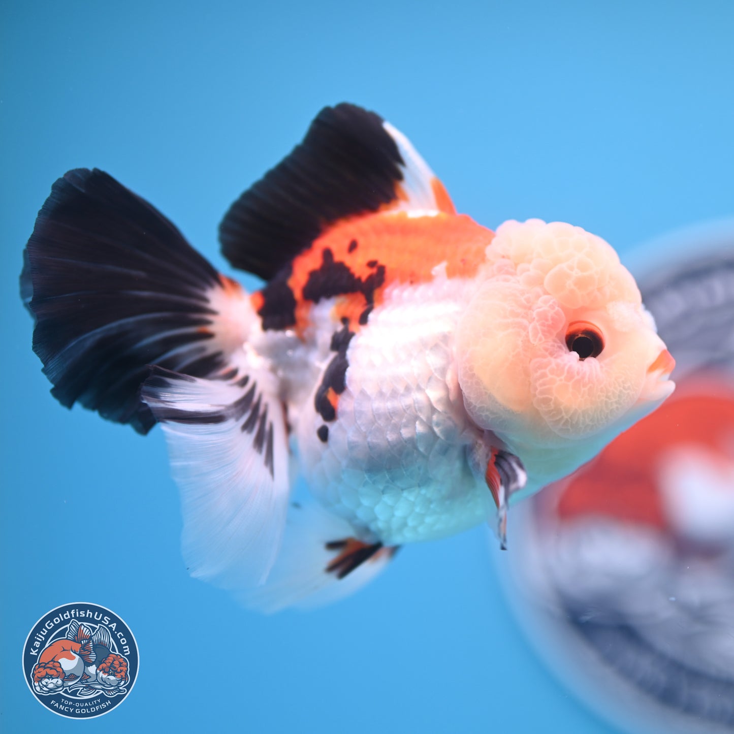 Tricolor Rose Tail Oranda 4.5 inches - Female (241122_OR11) - Kaiju Goldfish USA