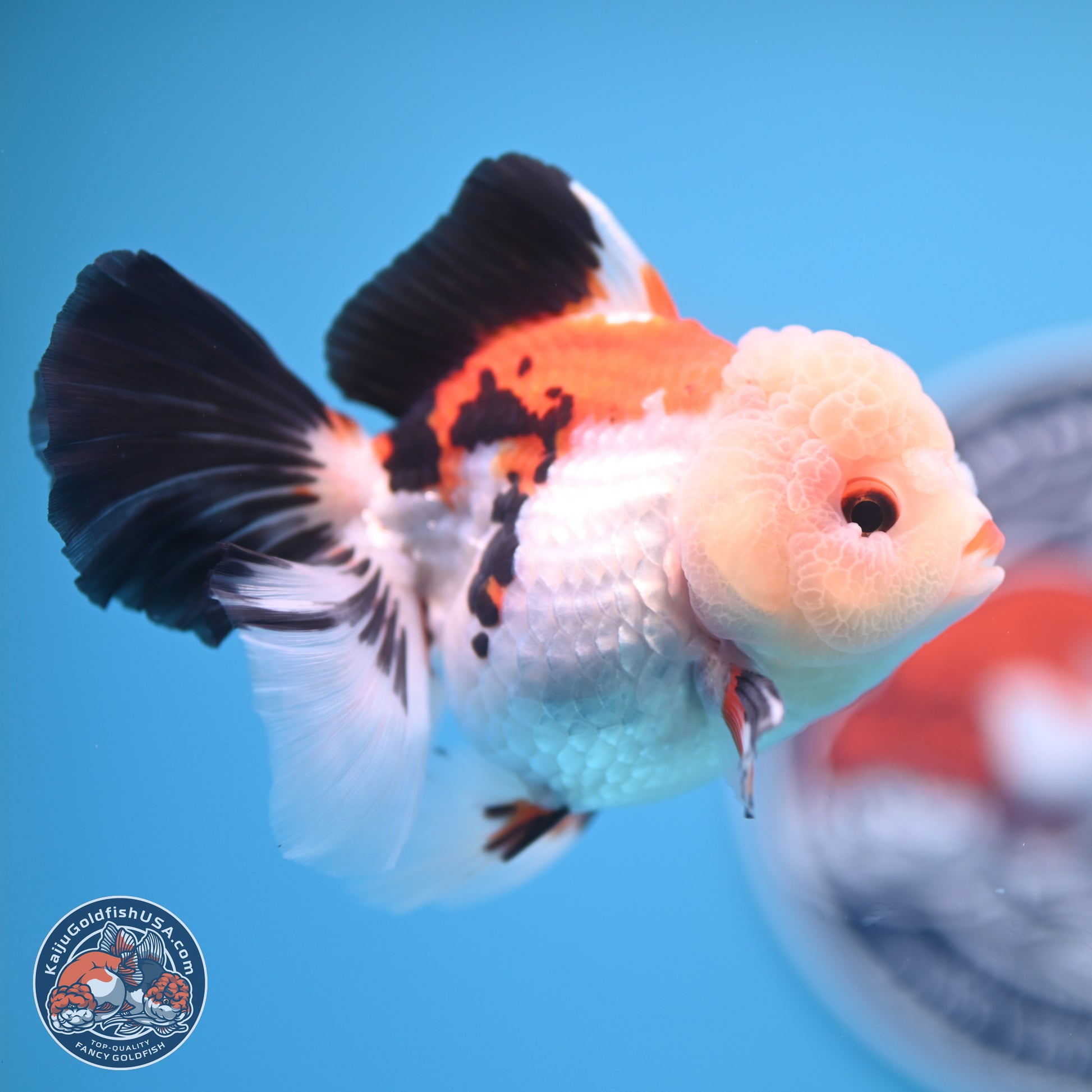 Tricolor Rose Tail Oranda 4.5 inches - Female (241122_OR11) - Kaiju Goldfish USA