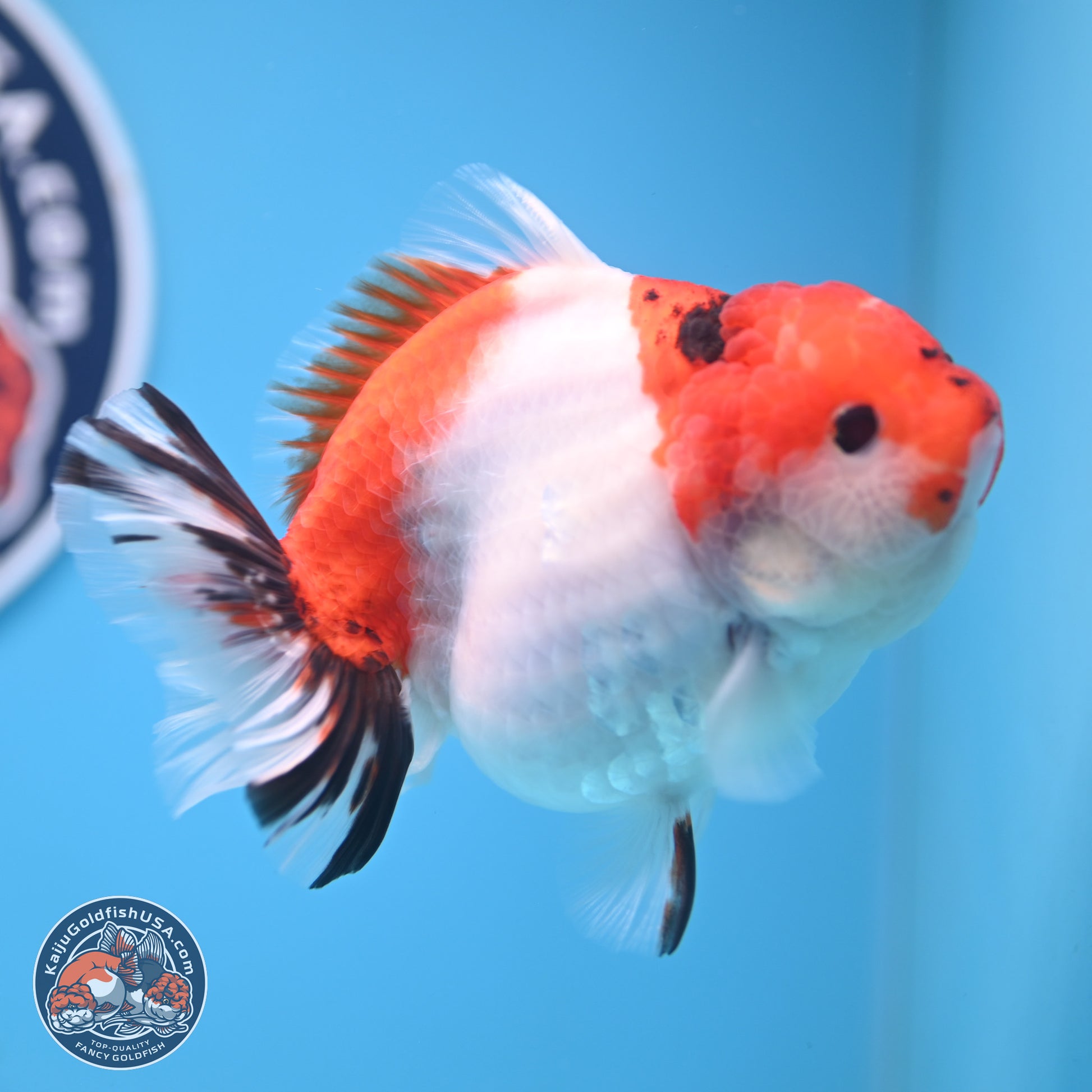 Tricolor Sakura YuanBao Oranda 4.5 inches Body - Female (250103_OR11) - Kaiju Goldfish USA