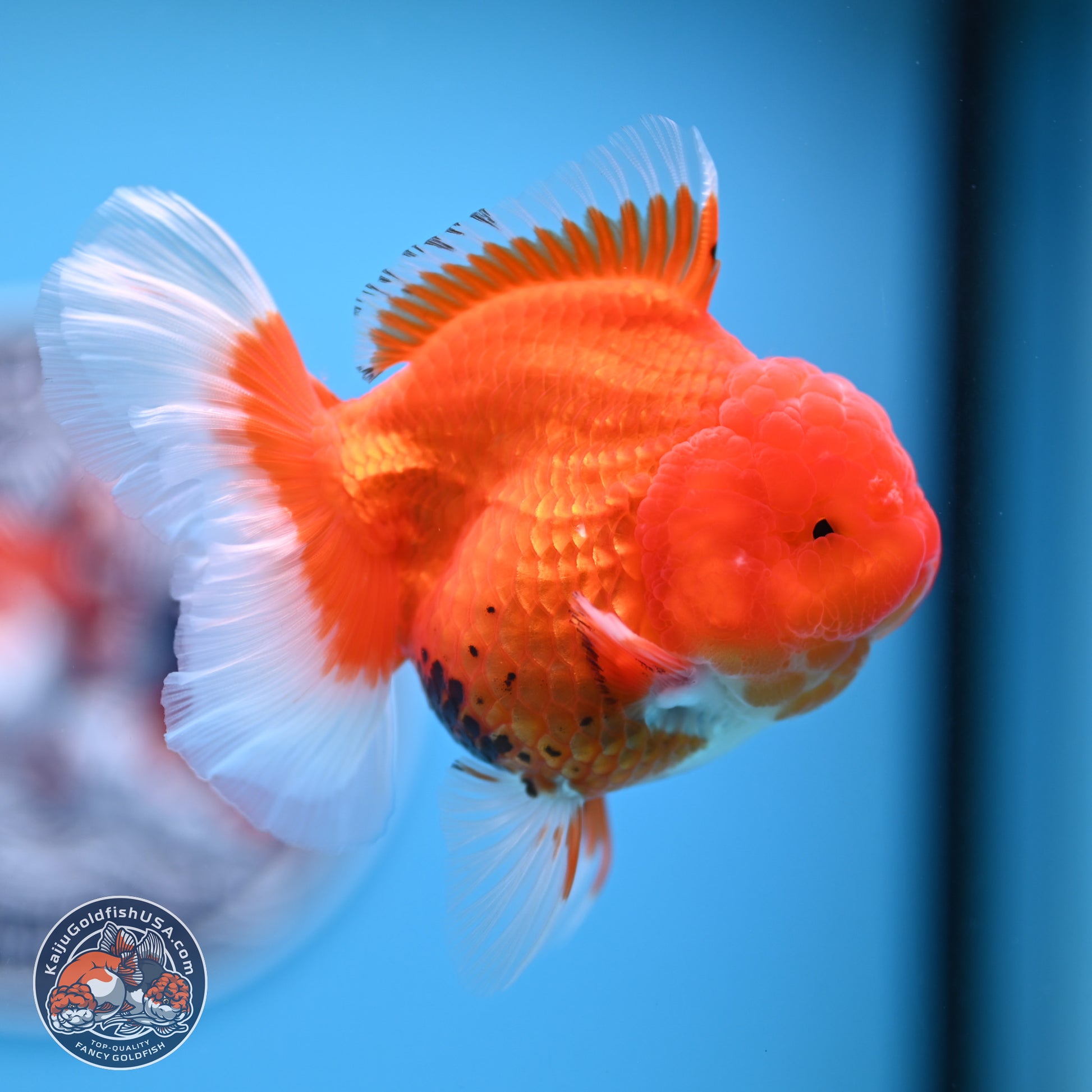 Tricolor Rose Tail Oranda 4 inches - Female (241206_OR11) - Kaiju Goldfish USA