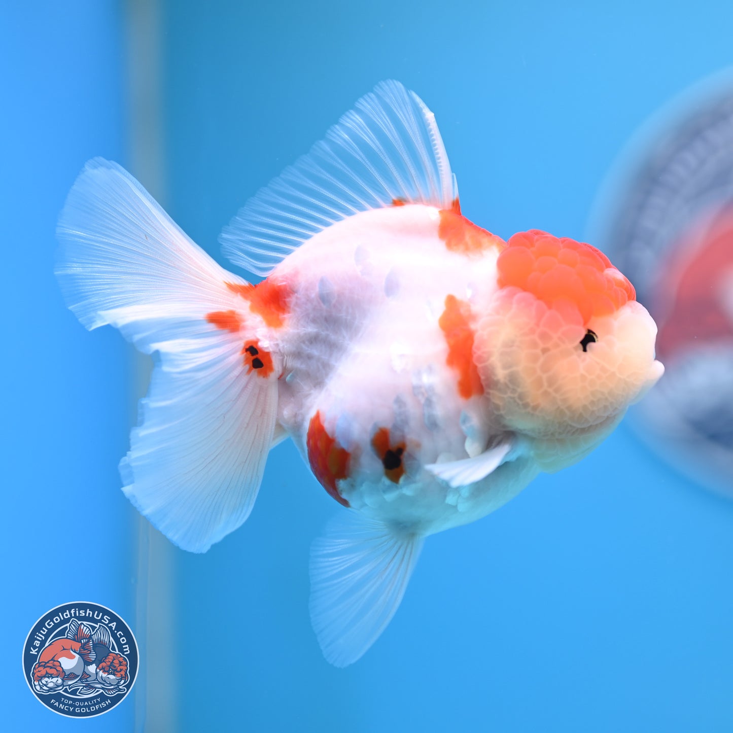 Tricolor Sakura Rose Tail Oranda 4.25 inches (241025_OR11) - Kaiju Goldfish USA