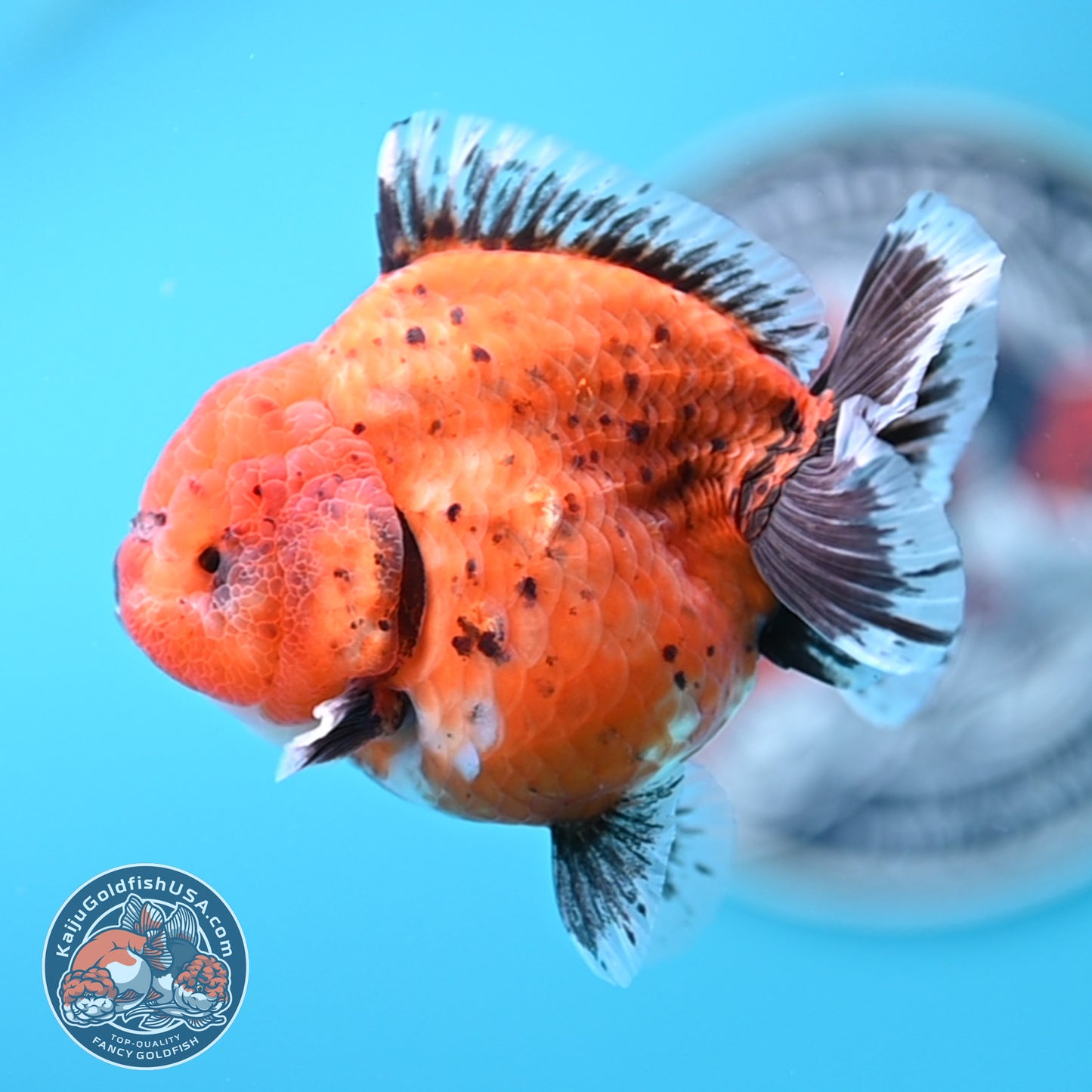Shogun Tiger Oranda 3.5 inches Body - Female (250418_OR11)