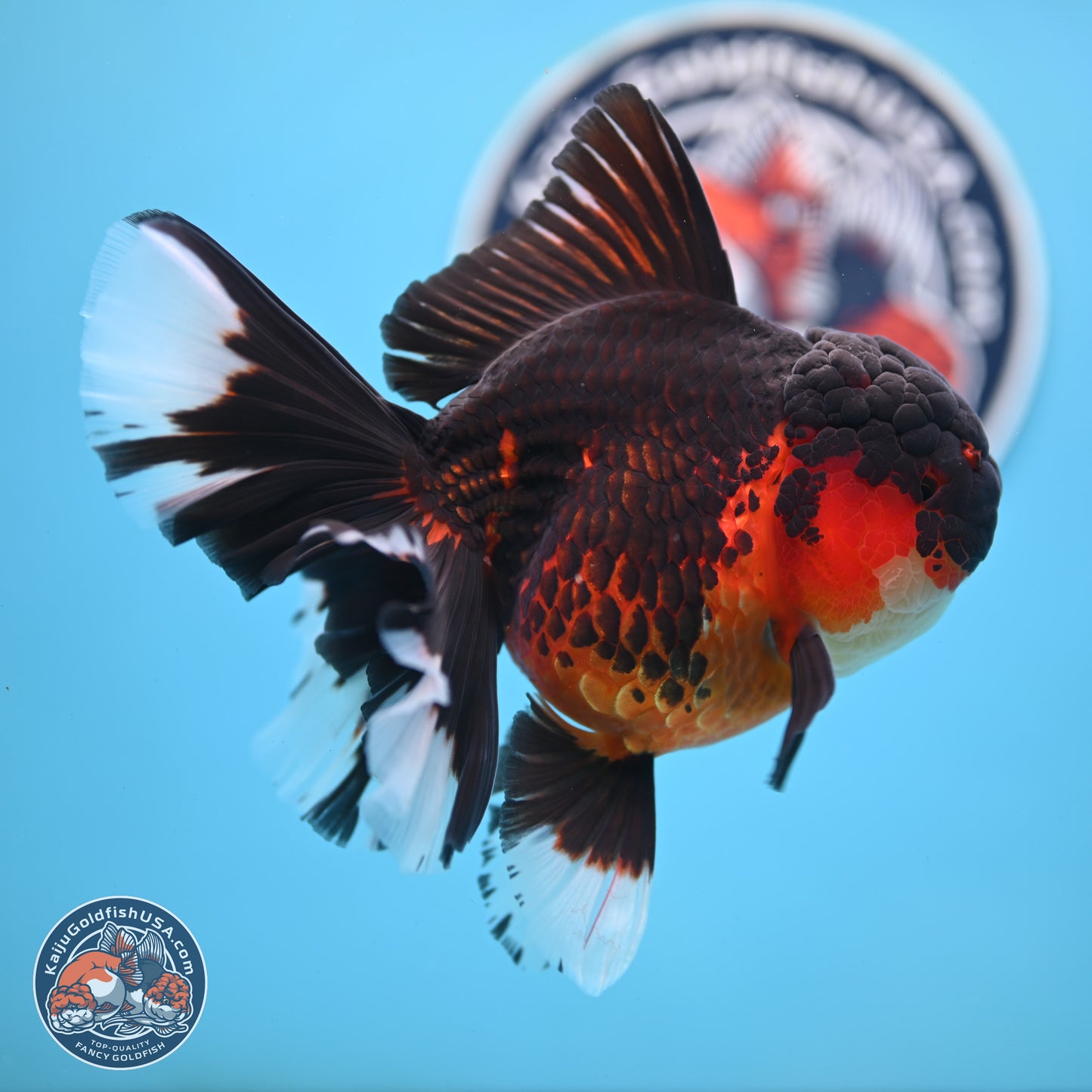 Apache Rose Tail Oranda 4.5 inches Body - Female (250214_OR11)