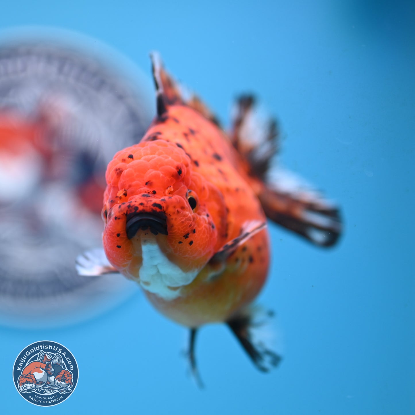 Shogun Tiger Oranda 4 inches Body - Female(250131_OR11)