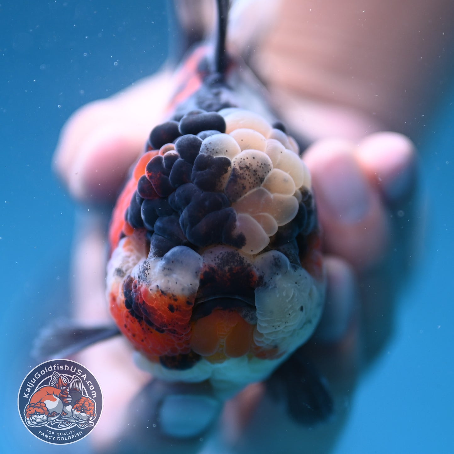 Sakura Tricolor Rosetail Tiger Oranda 4 inch Body (250919_OR11)