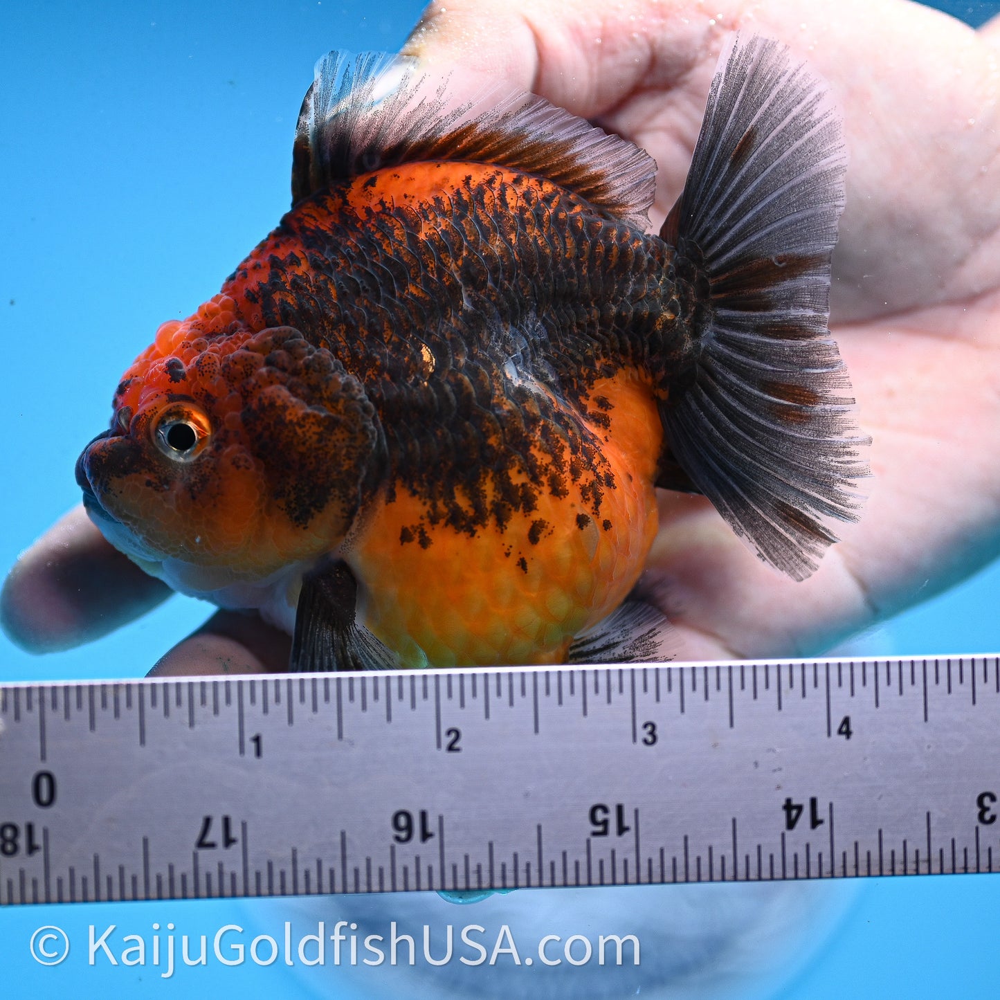 Shogun Godzilla Red Kirin Oranda 3.25in Body (240726_OR11) - Kaiju Goldfish USA