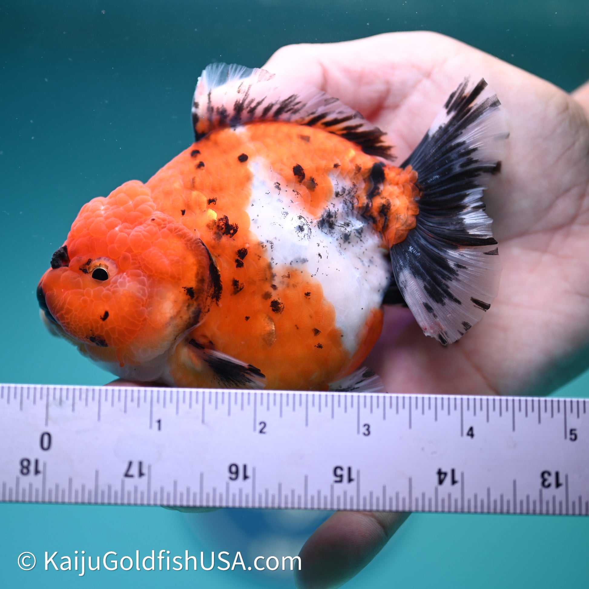 Shogun Godzilla Calico Oranda 3.5in Body (240614_OR11) - Kaiju Goldfish USA