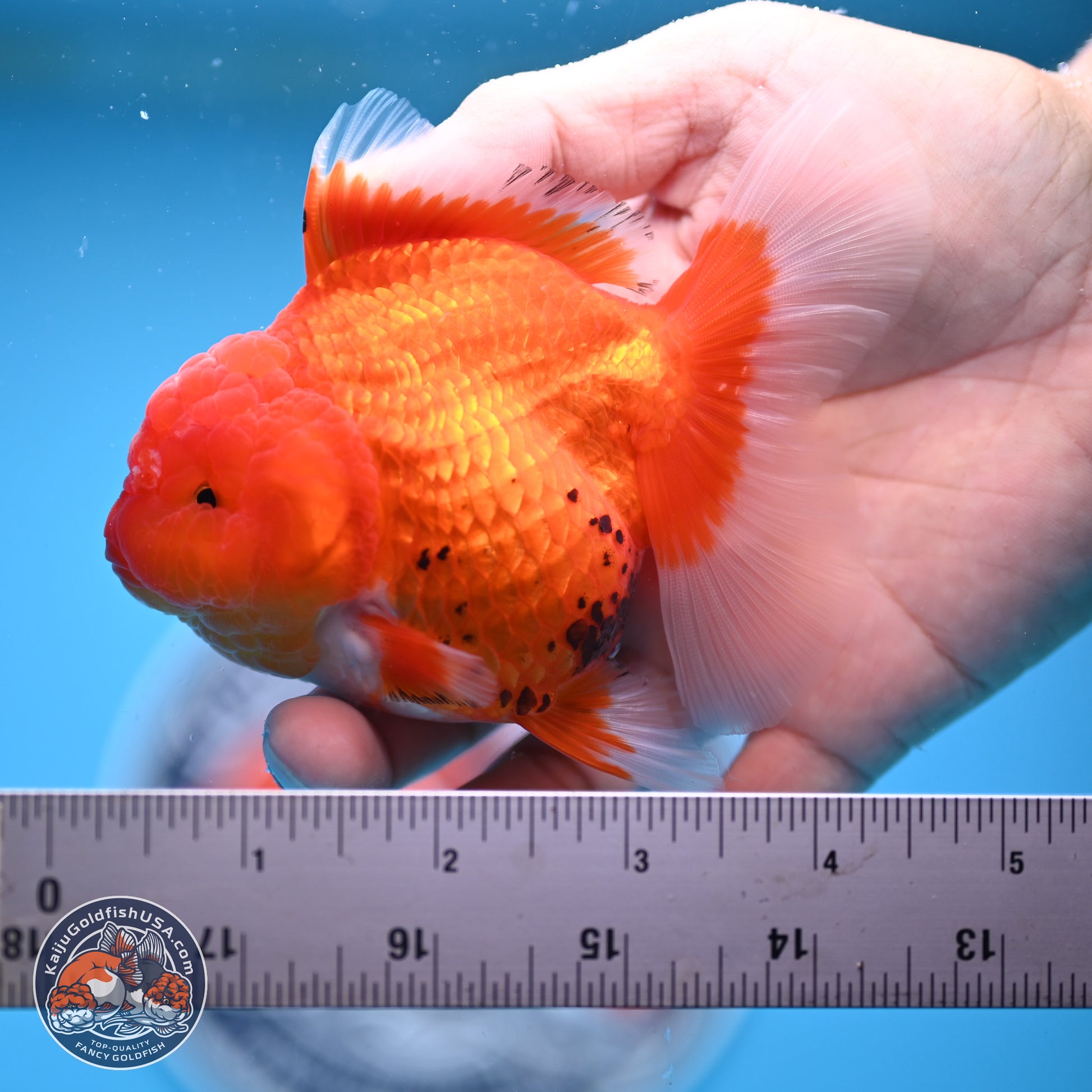 Tricolor Rose Tail Oranda 4 inches - Female (241206_OR11) - Kaiju Goldfish USA