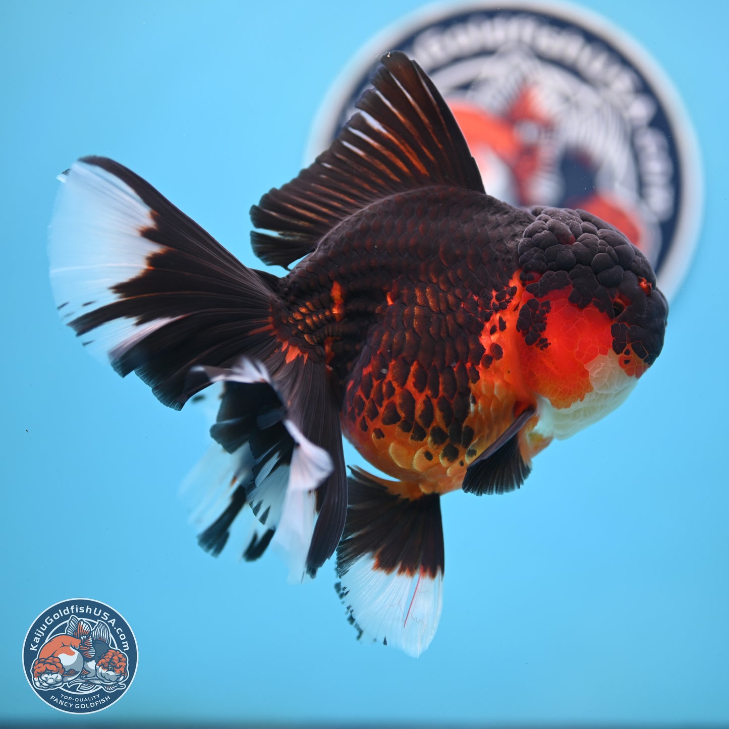 Apache Rose Tail Oranda 4.5 inches Body - Female (250214_OR11)