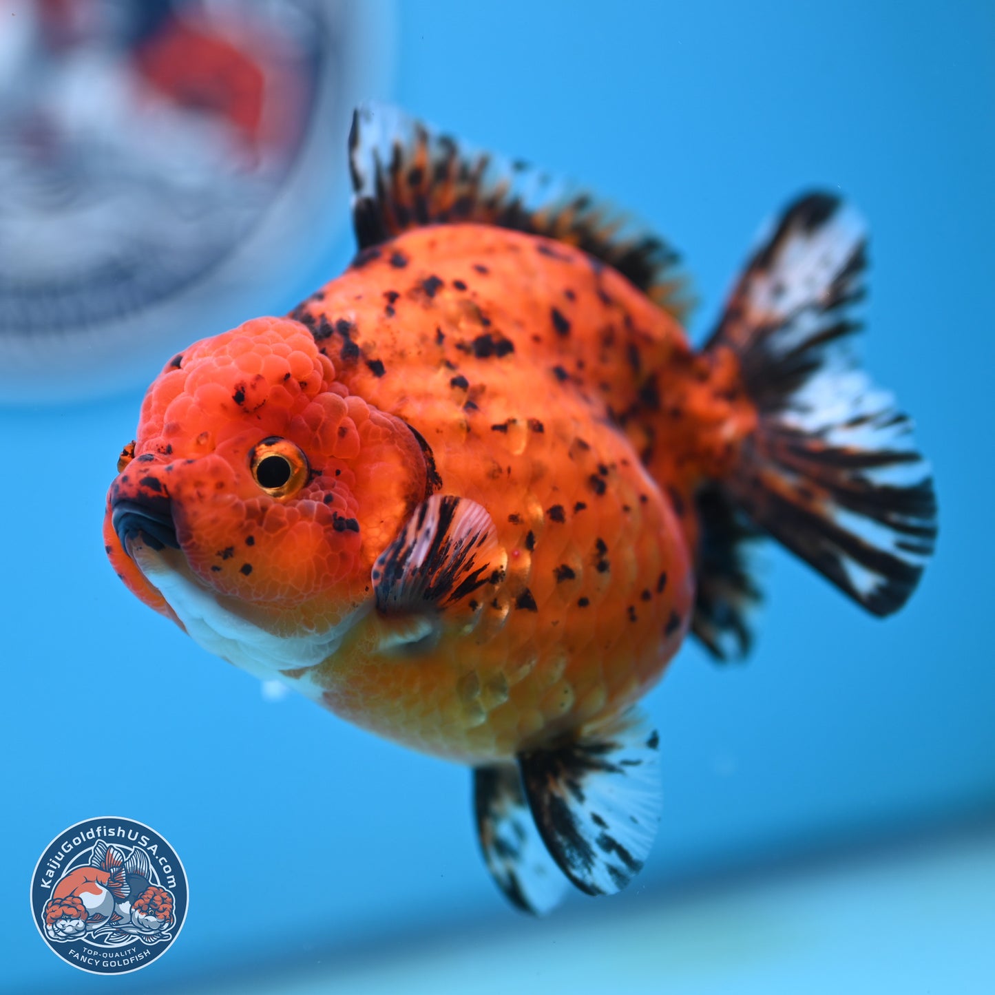 Shogun Tiger Oranda 4 inches Body - Female(250131_OR11)