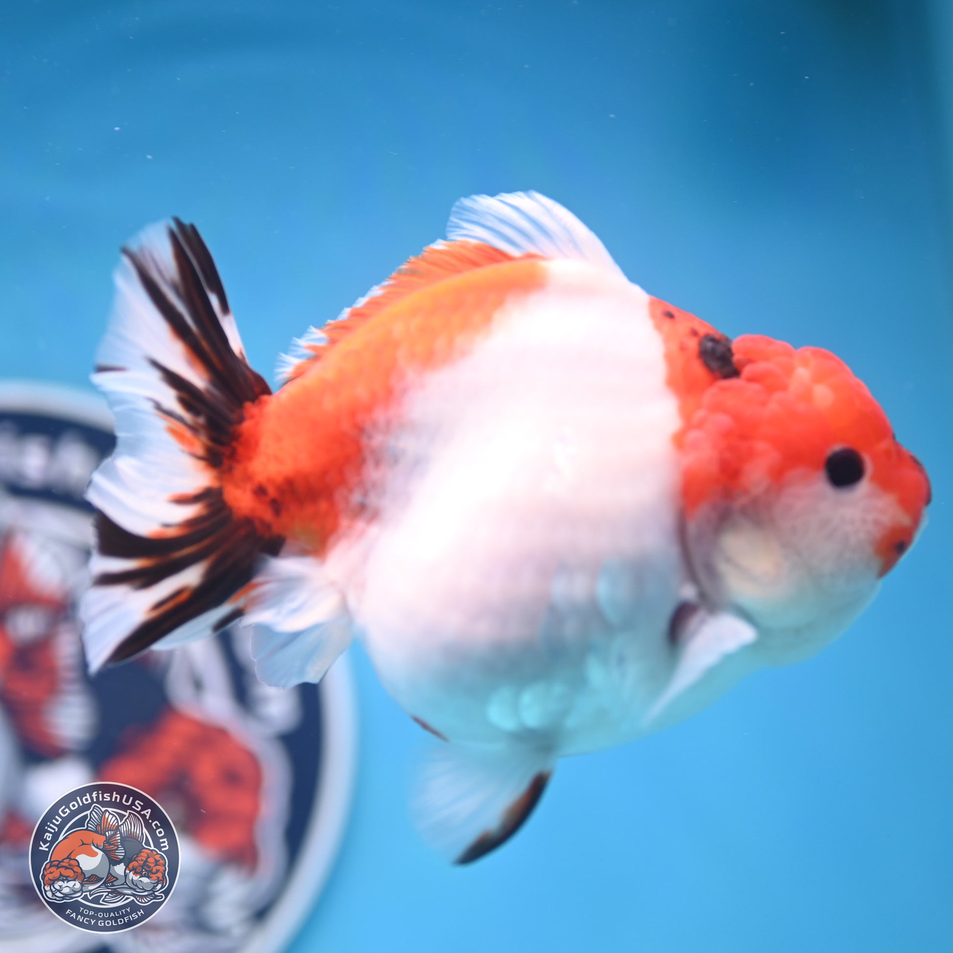 Tricolor Sakura YuanBao Oranda 4.5 inches Body - Female (250103_OR11) - Kaiju Goldfish USA