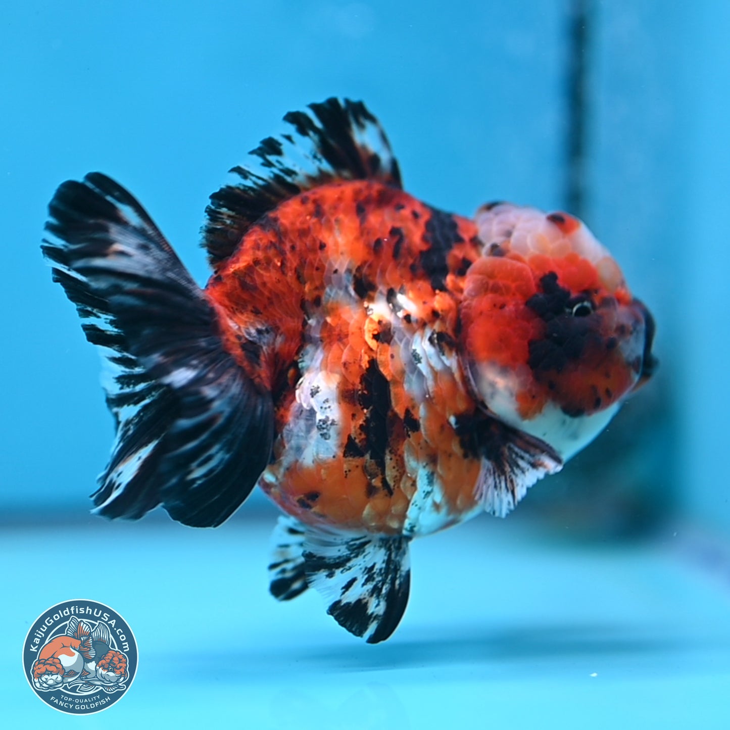 Shogun Calico Oranda 4 inches Body - Female (250207_OR11)