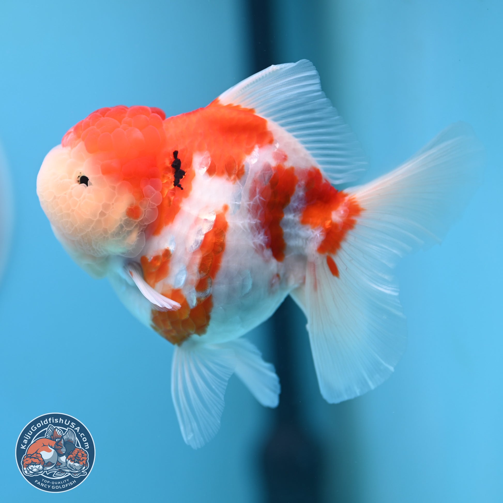 Tricolor Sakura Rose Tail Oranda 4.25 inches (241025_OR11) - Kaiju Goldfish USA