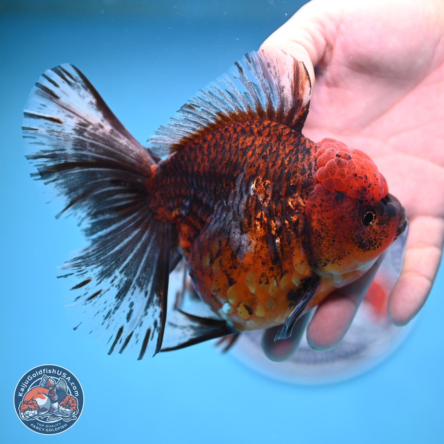 Tiger Rose Tail Oranda 6 inches - Female (241129_OR11) - Kaiju Goldfish USA