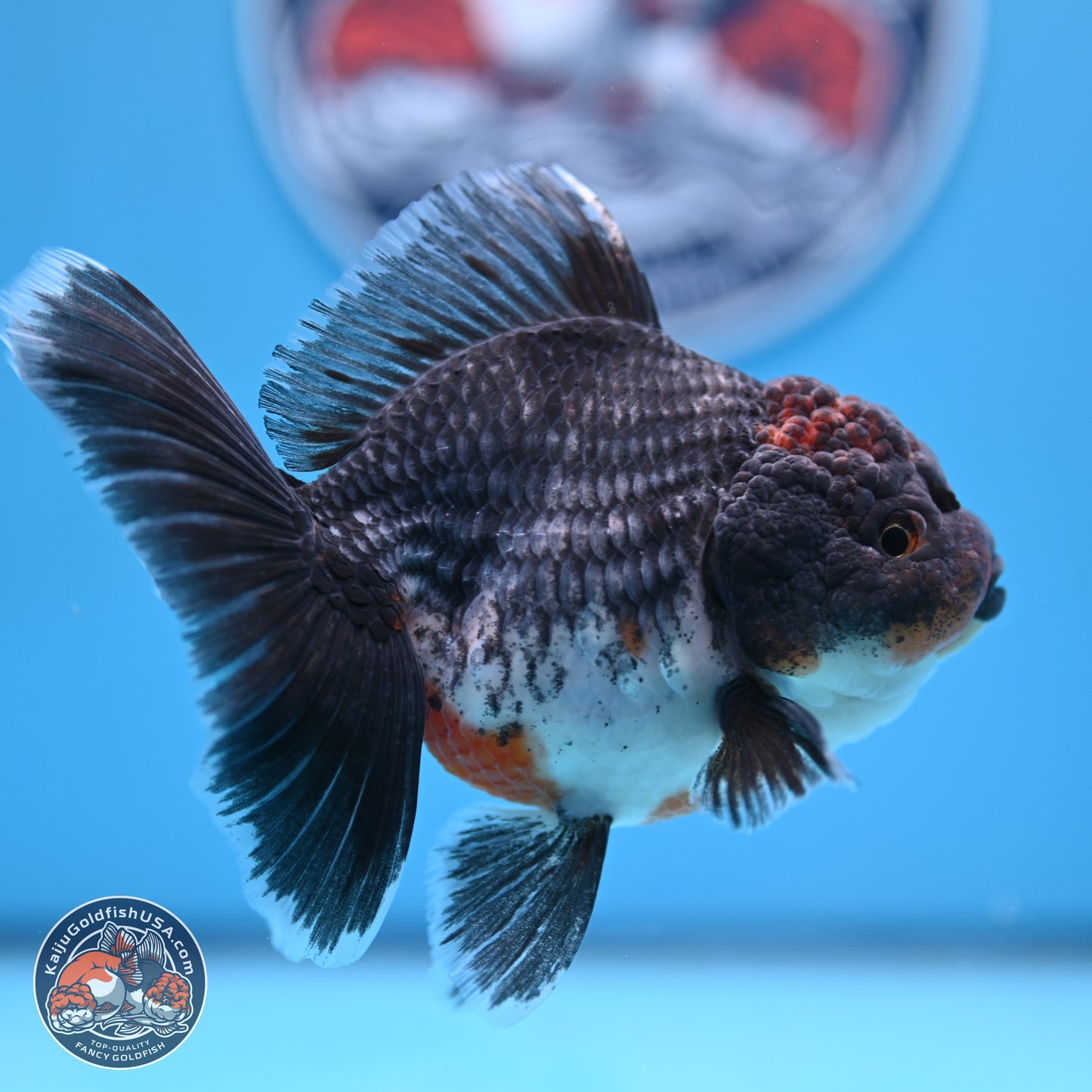 Shogun Blue Kirin Rose Tail Oranda 3.5in Body (240802_OR11) - Kaiju Goldfish USA