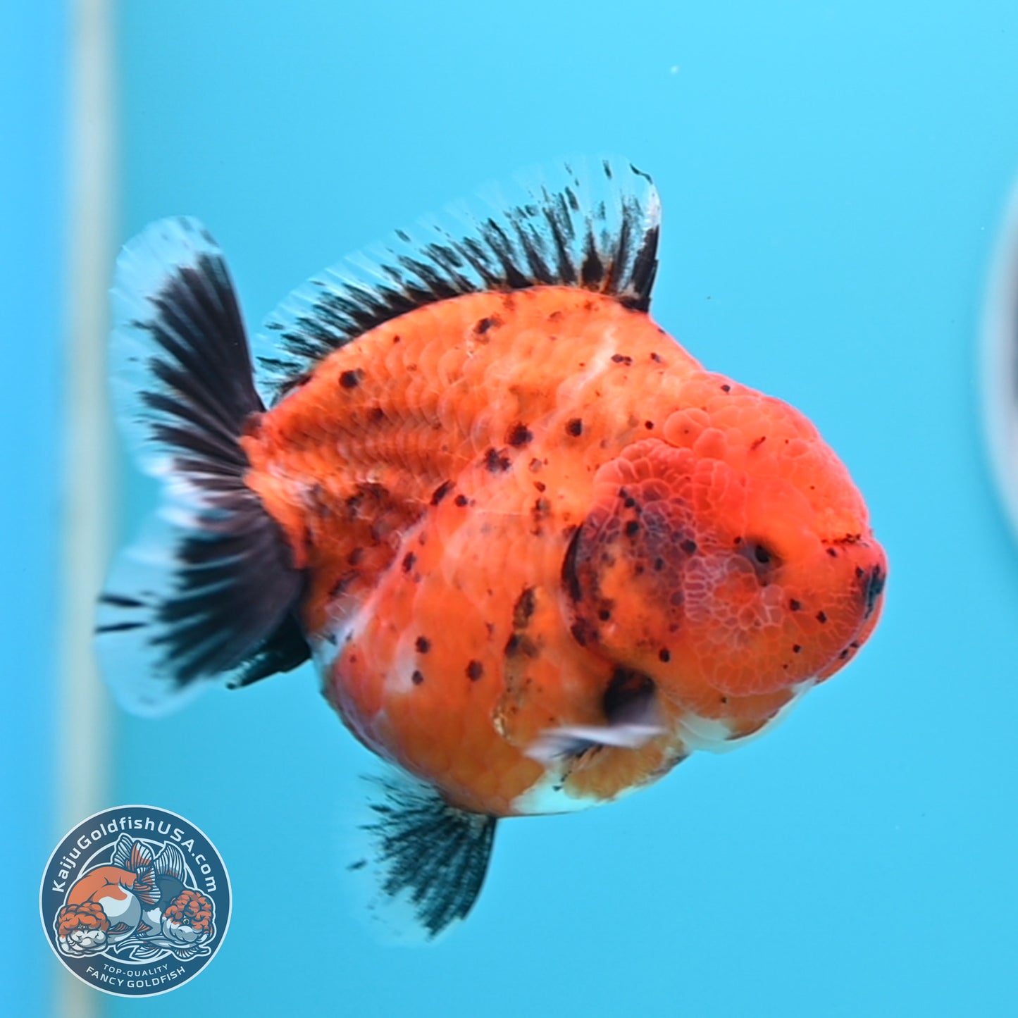Shogun Tiger Oranda 3.5 inches Body - Female (250418_OR11)