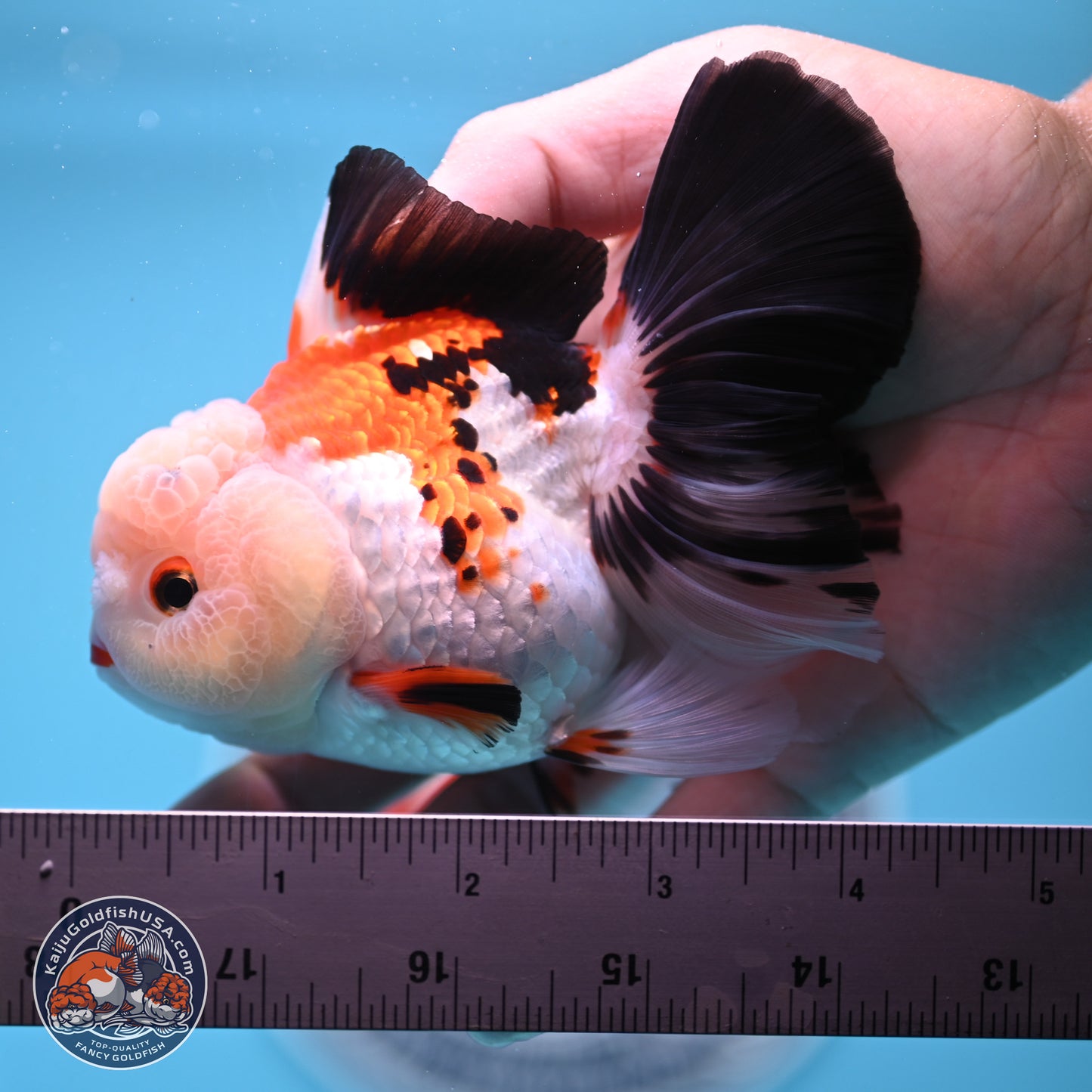 Tricolor Rose Tail Oranda 4.5 inches - Female (241122_OR11) - Kaiju Goldfish USA
