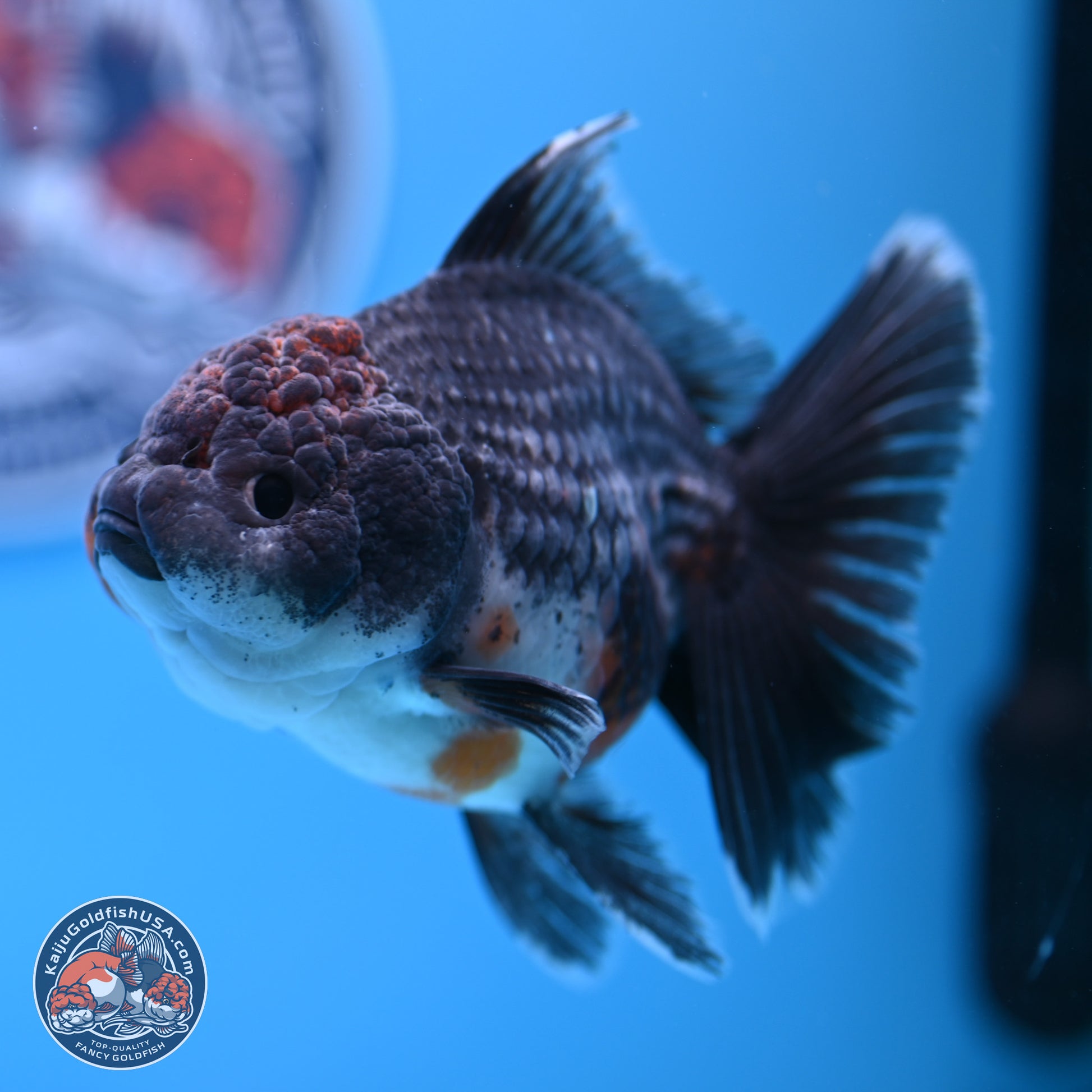 Shogun Blue Kirin Rose Tail Oranda 3.5in Body (240802_OR11) - Kaiju Goldfish USA