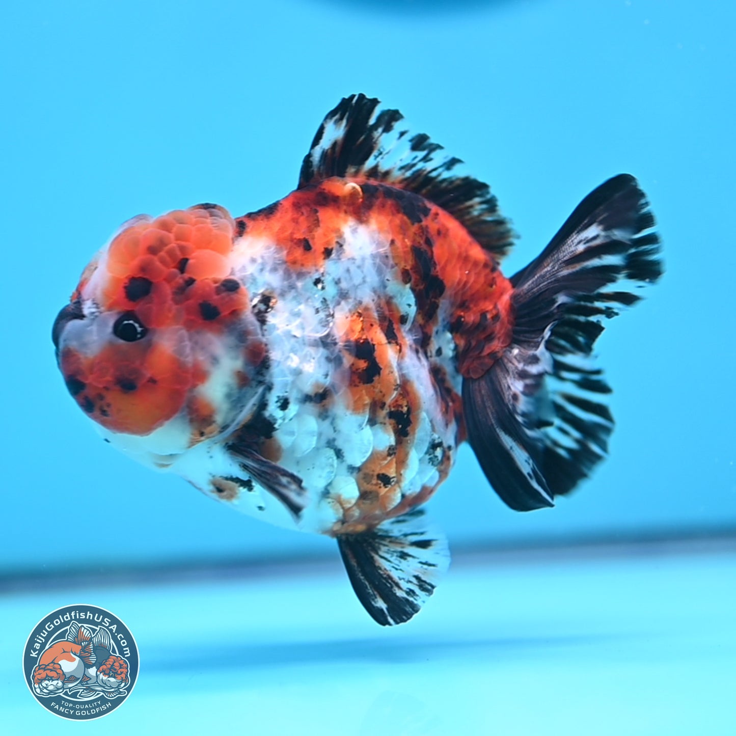 Shogun Calico Oranda 4 inches Body - Female (250207_OR11)