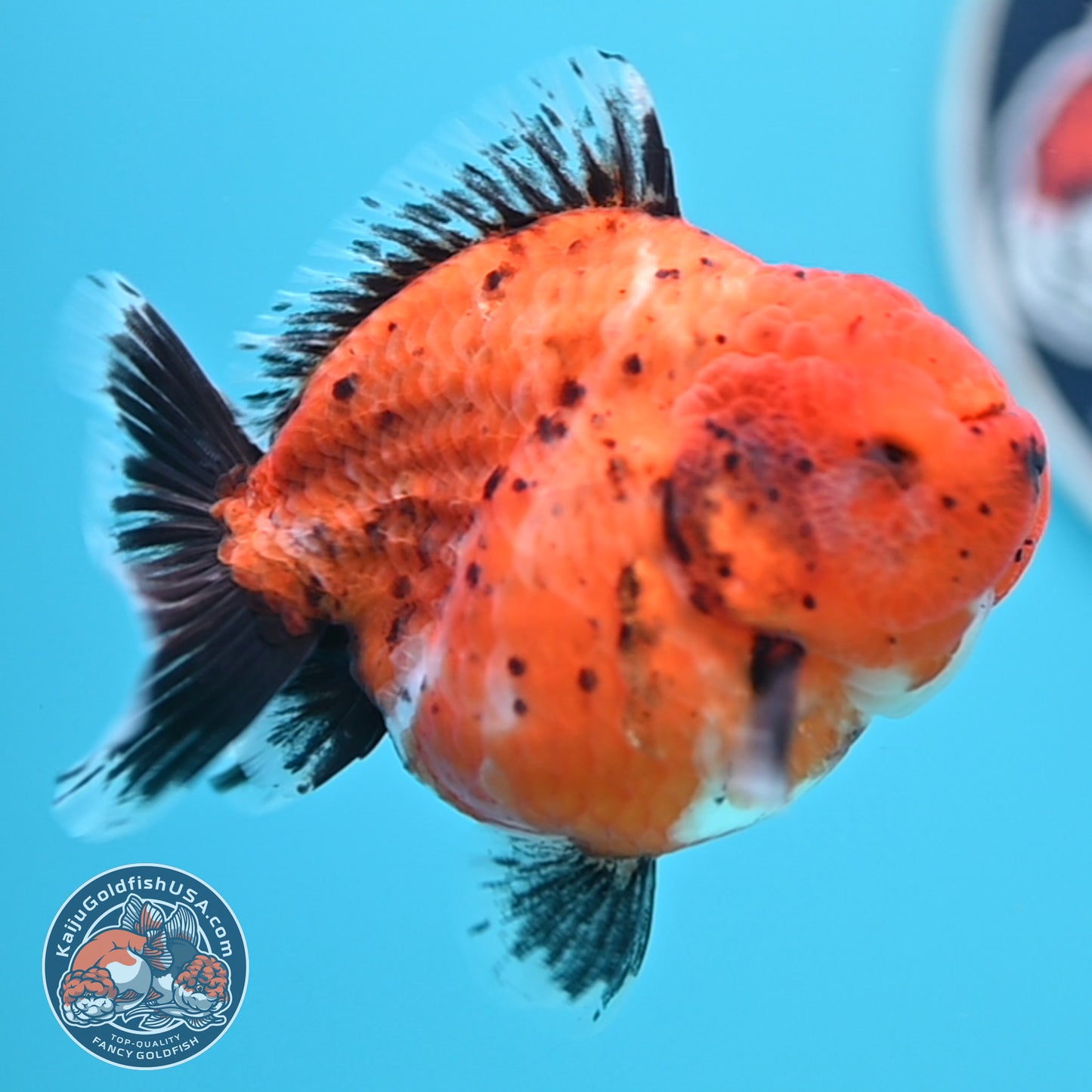 Shogun Tiger Oranda 3.5 inches Body - Female (250418_OR11)