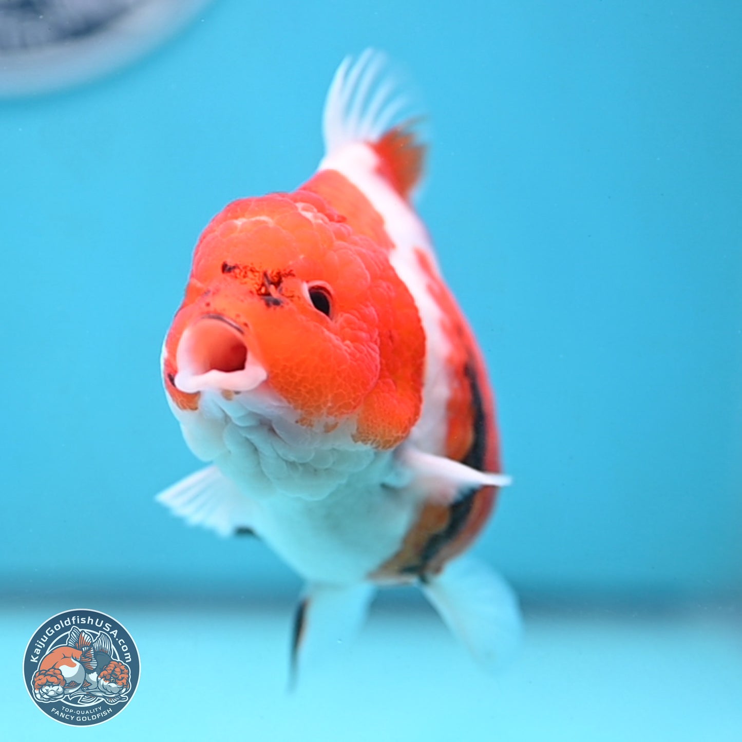 Tricolor Sakura YuanBao Oranda 4.5 inches Body - Female (250103_OR11) - Kaiju Goldfish USA