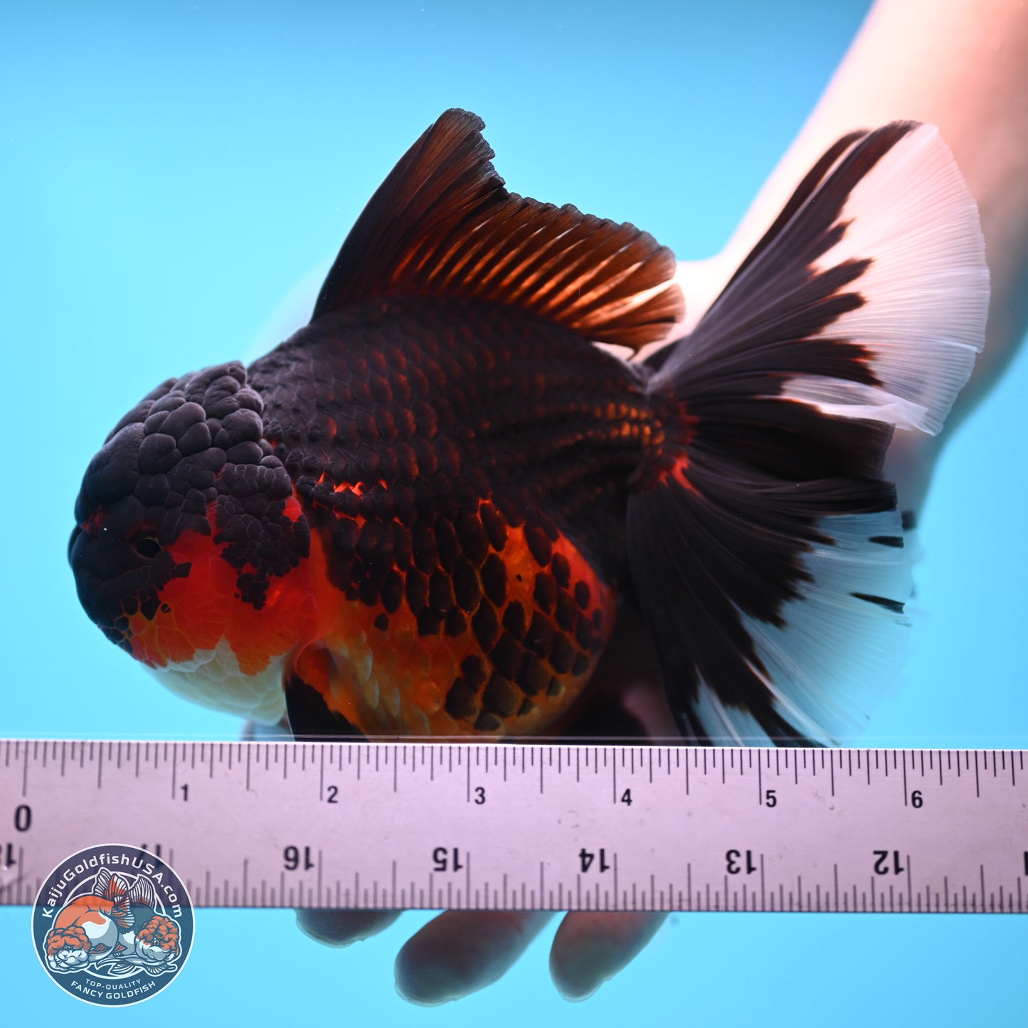 Apache Rose Tail Oranda 4.5 inches Body - Female (250214_OR11)