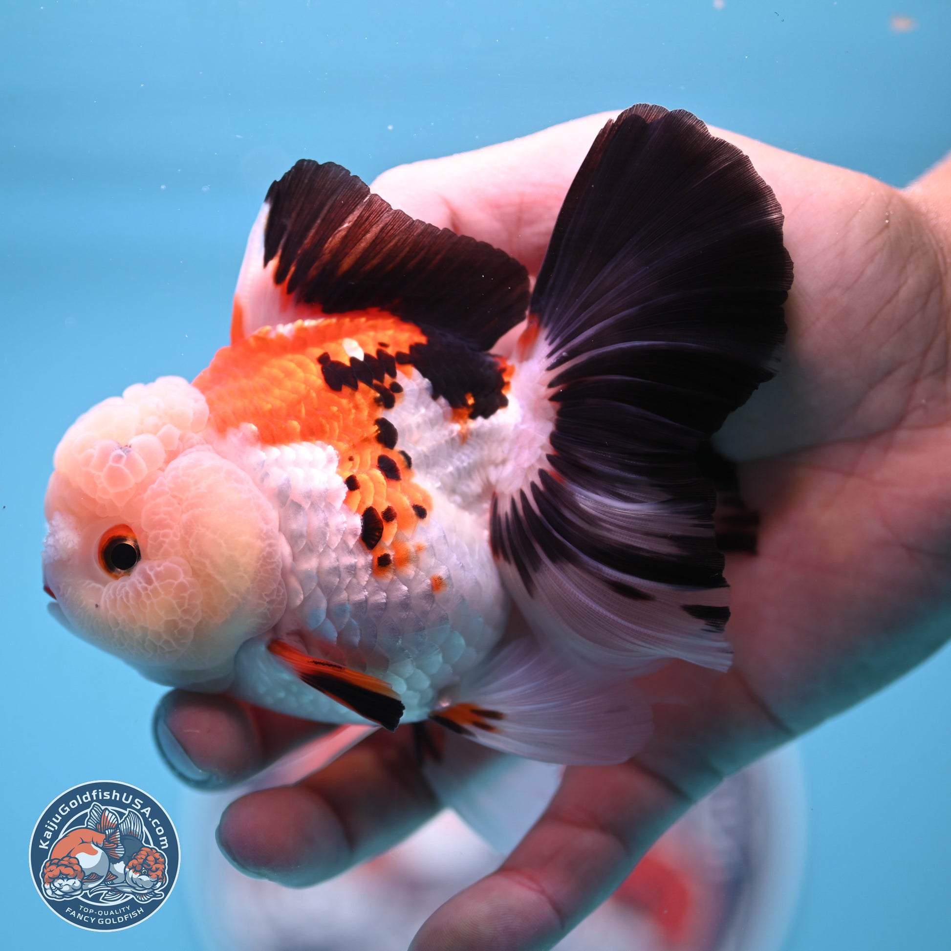Tricolor Rose Tail Oranda 4.5 inches - Female (241122_OR11) - Kaiju Goldfish USA
