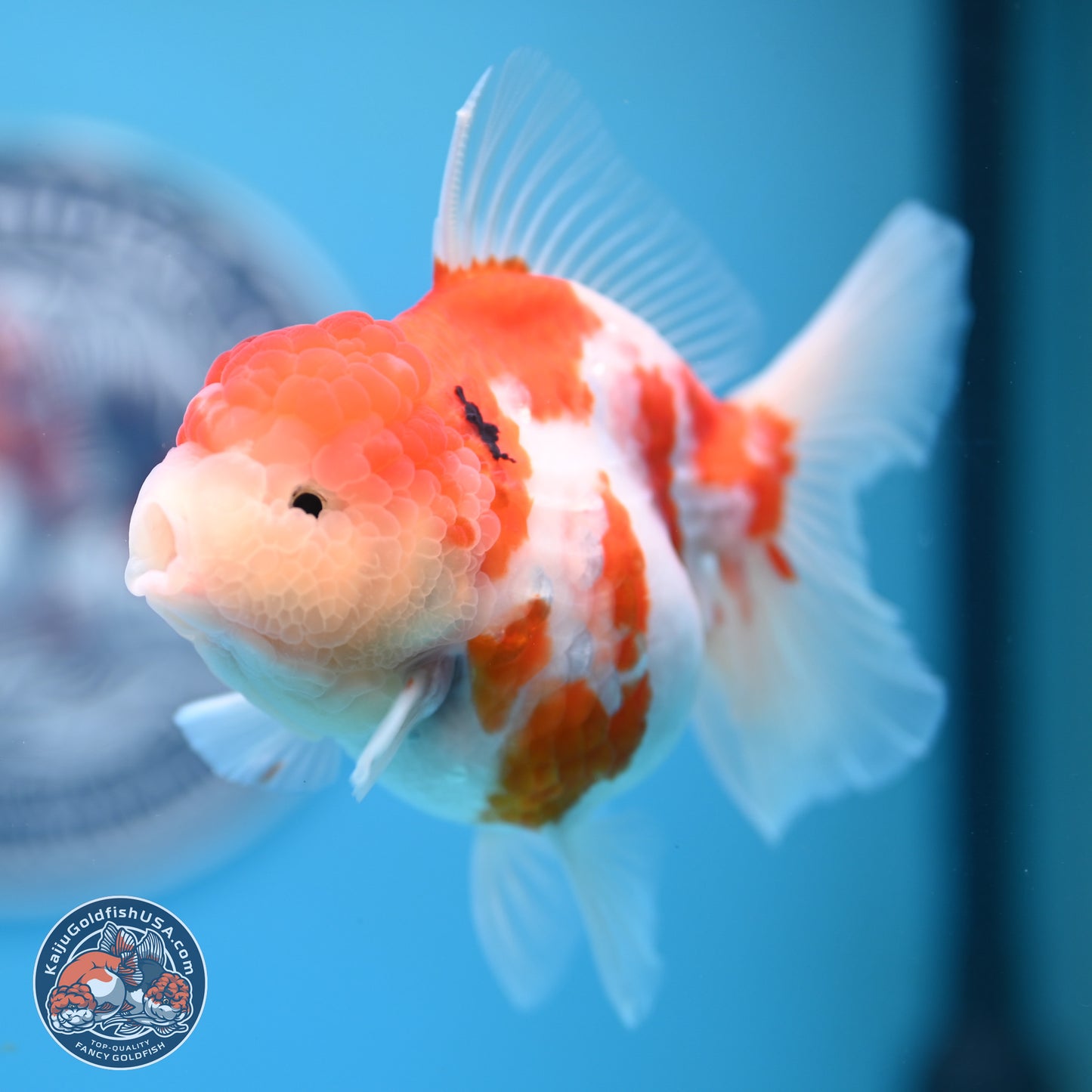 Tricolor Sakura Rose Tail Oranda 4.25 inches (241025_OR11) - Kaiju Goldfish USA