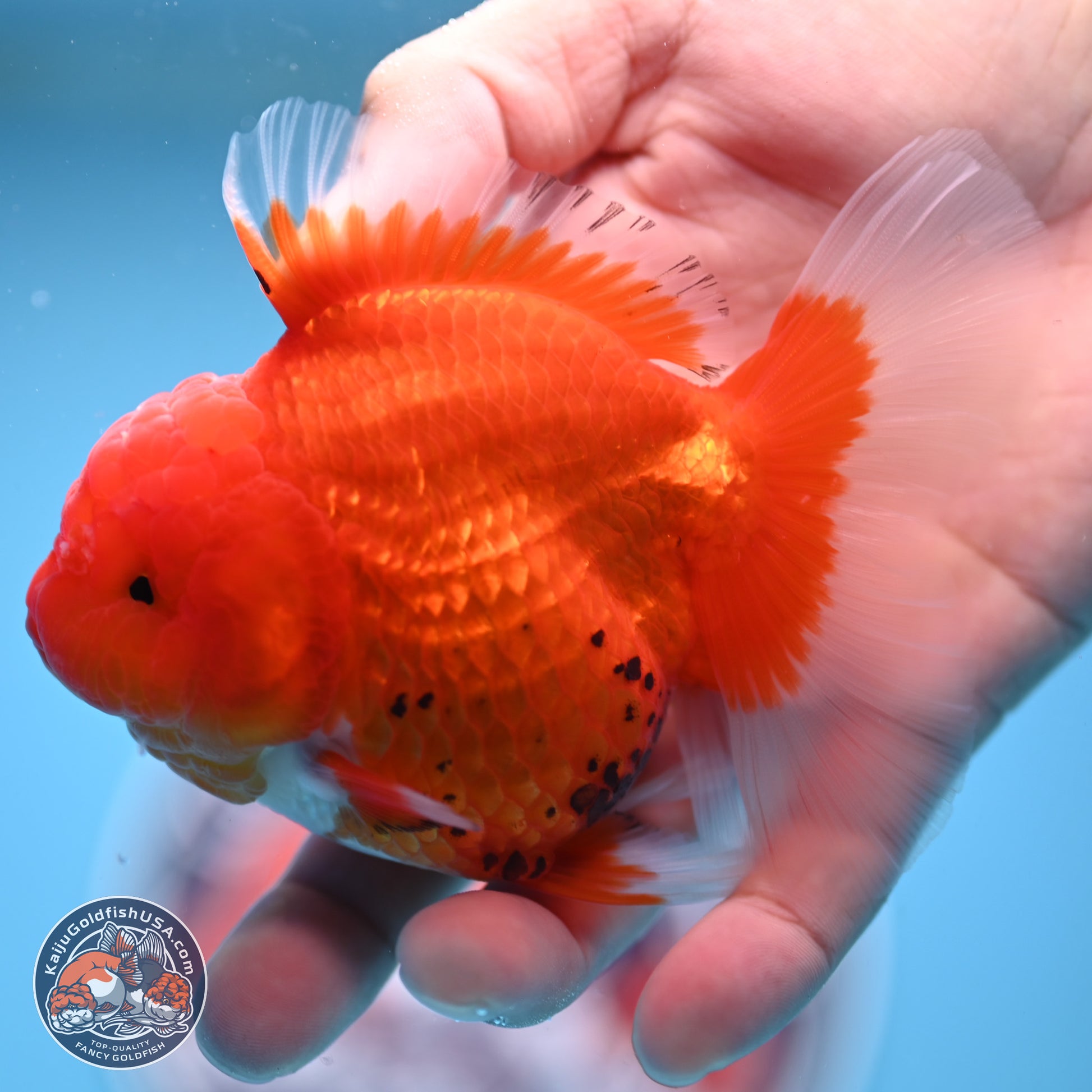 Tricolor Rose Tail Oranda 4 inches - Female (241206_OR11) - Kaiju Goldfish USA