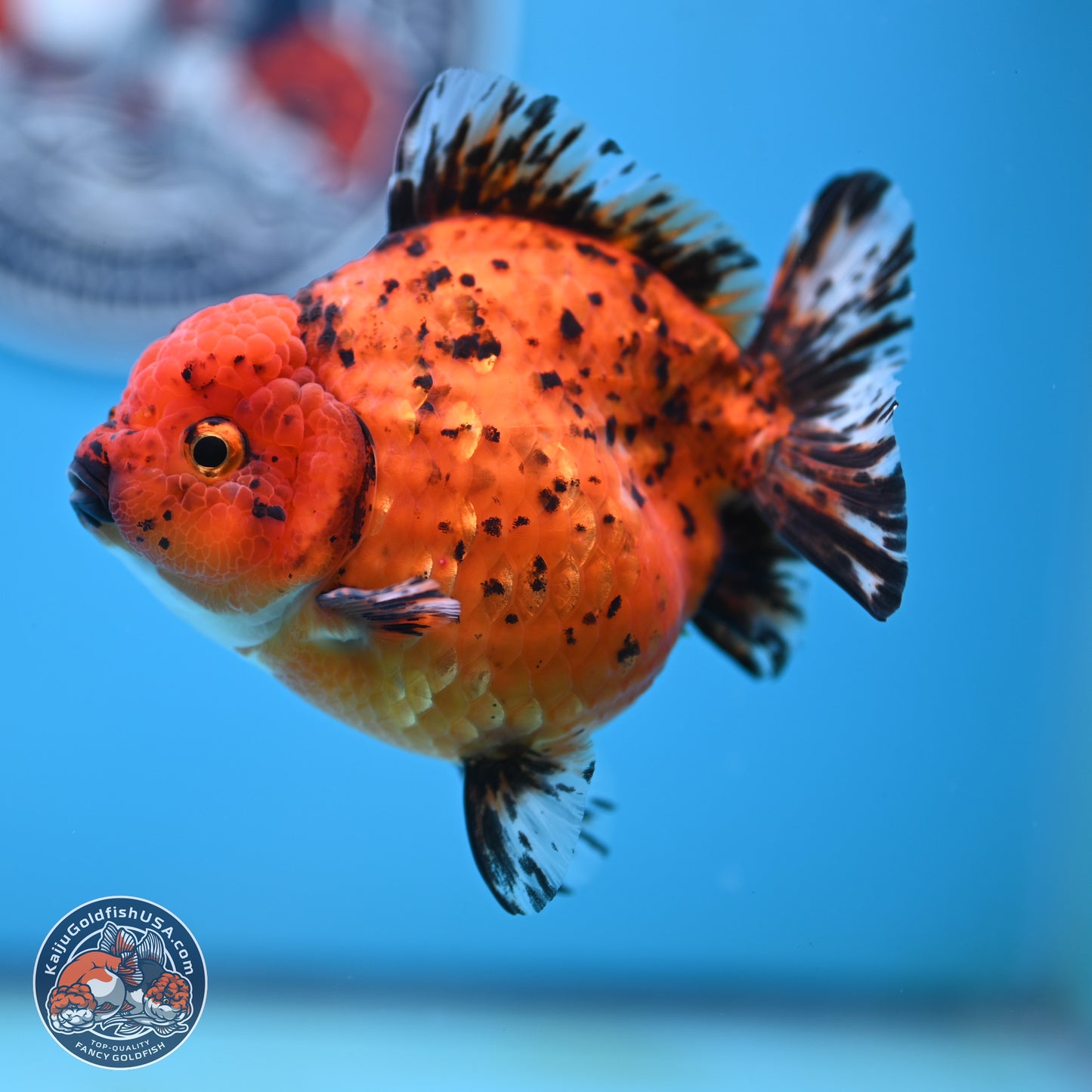 Shogun Tiger Oranda 4 inches Body - Female(250131_OR11)