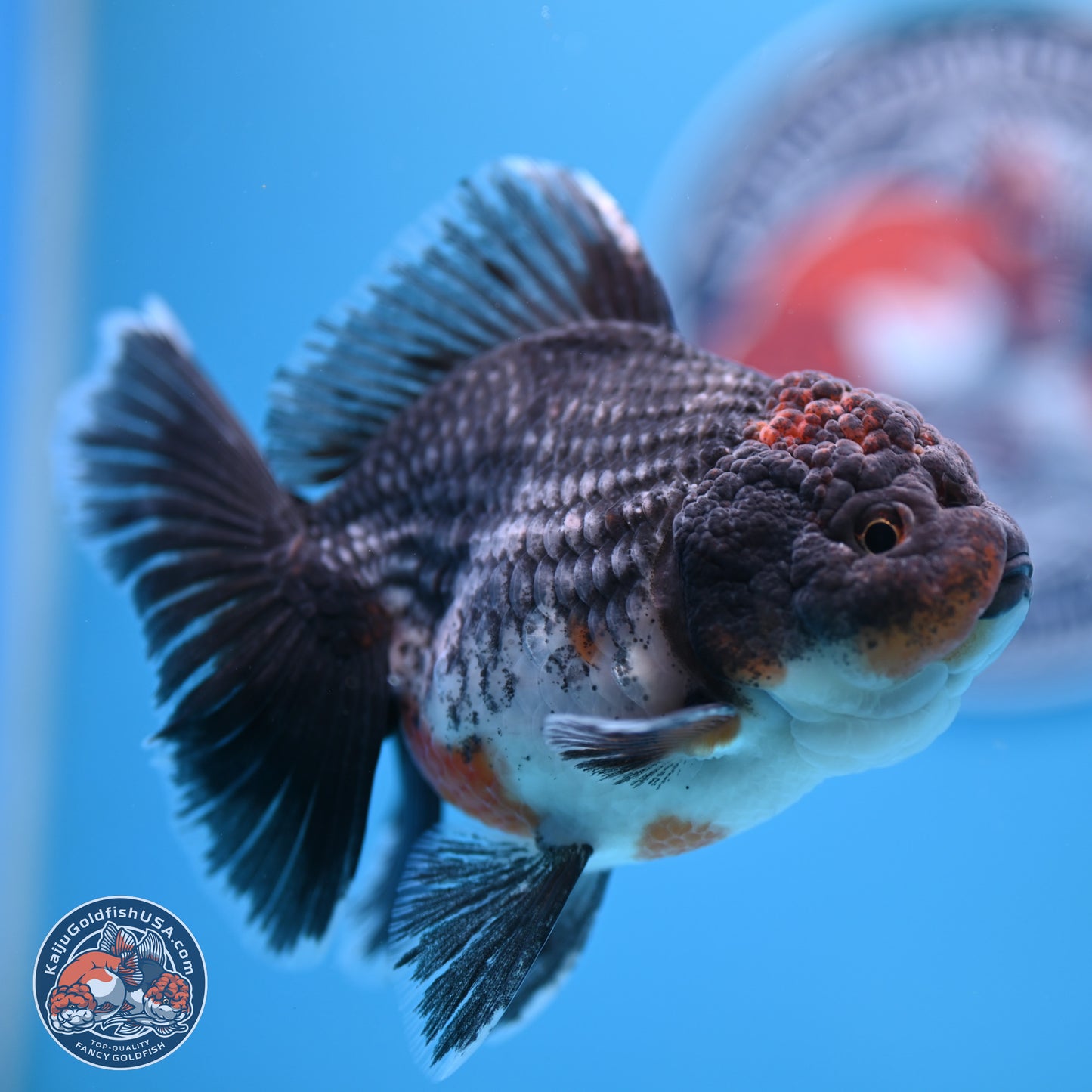 Shogun Blue Kirin Rose Tail Oranda 3.5in Body (240802_OR11) - Kaiju Goldfish USA