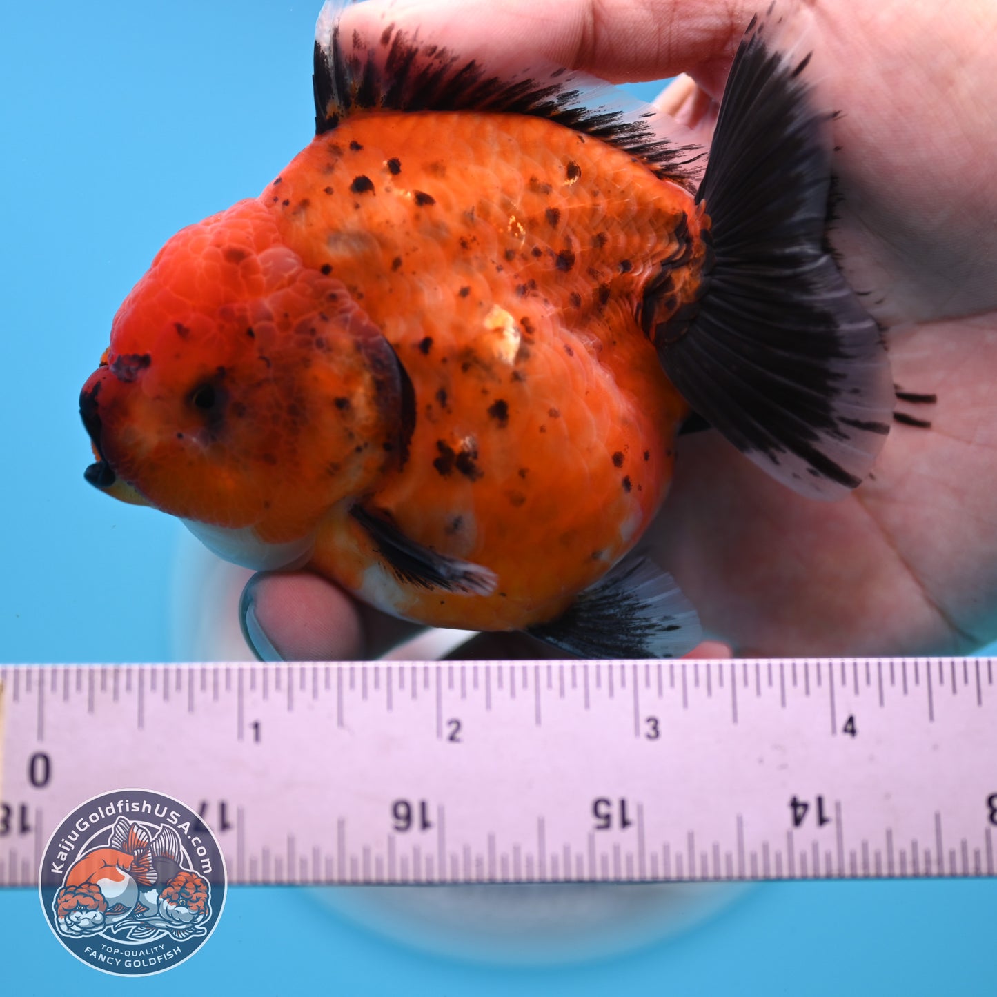 Shogun Tiger Oranda 3.5 inches Body - Female (250418_OR11)