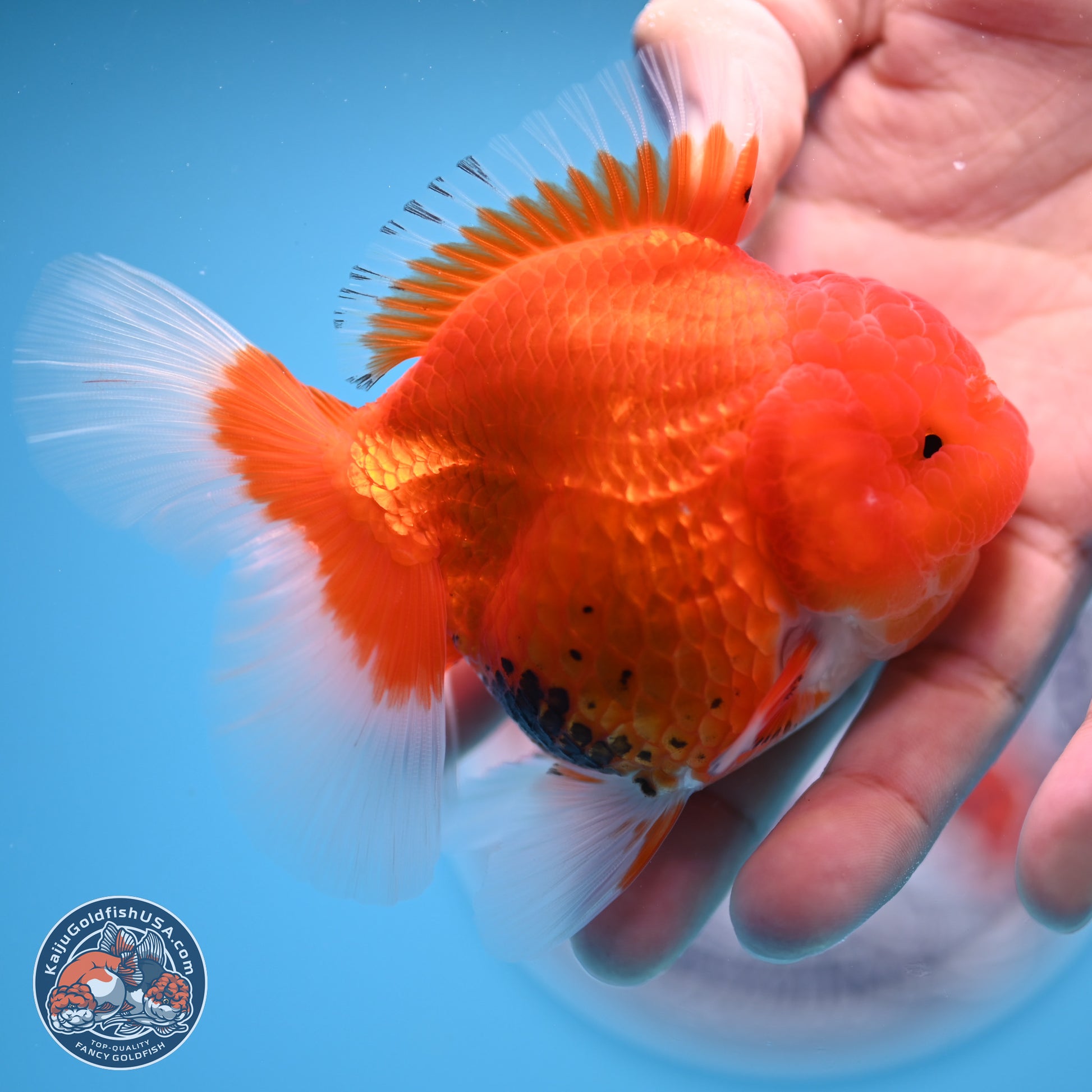 Tricolor Rose Tail Oranda 4 inches - Female (241206_OR11) - Kaiju Goldfish USA