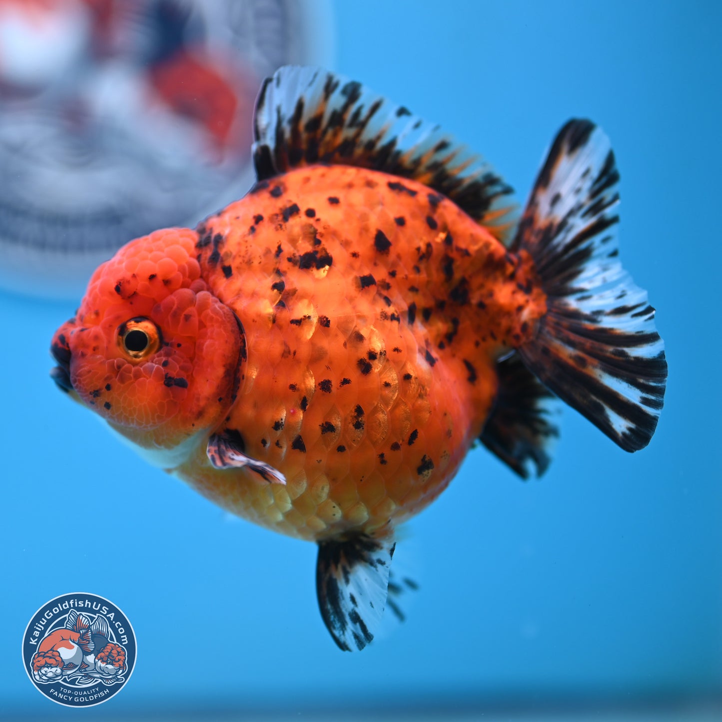 Shogun Tiger Oranda 4 inches Body - Female(250131_OR11)