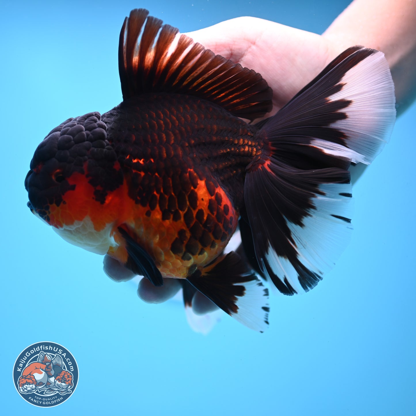 Apache Rose Tail Oranda 4.5 inches Body - Female (250214_OR11)