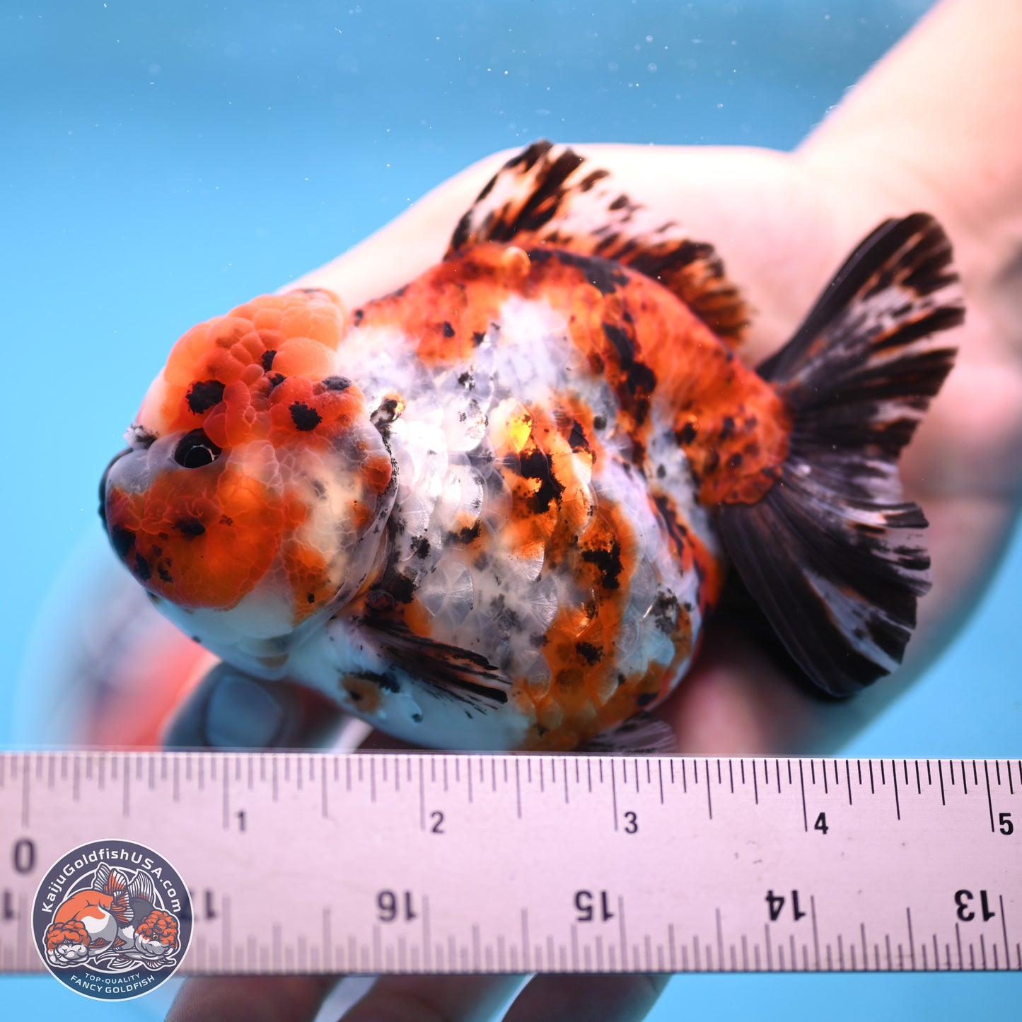 Shogun Calico Oranda 4 inches Body - Female (250207_OR11)