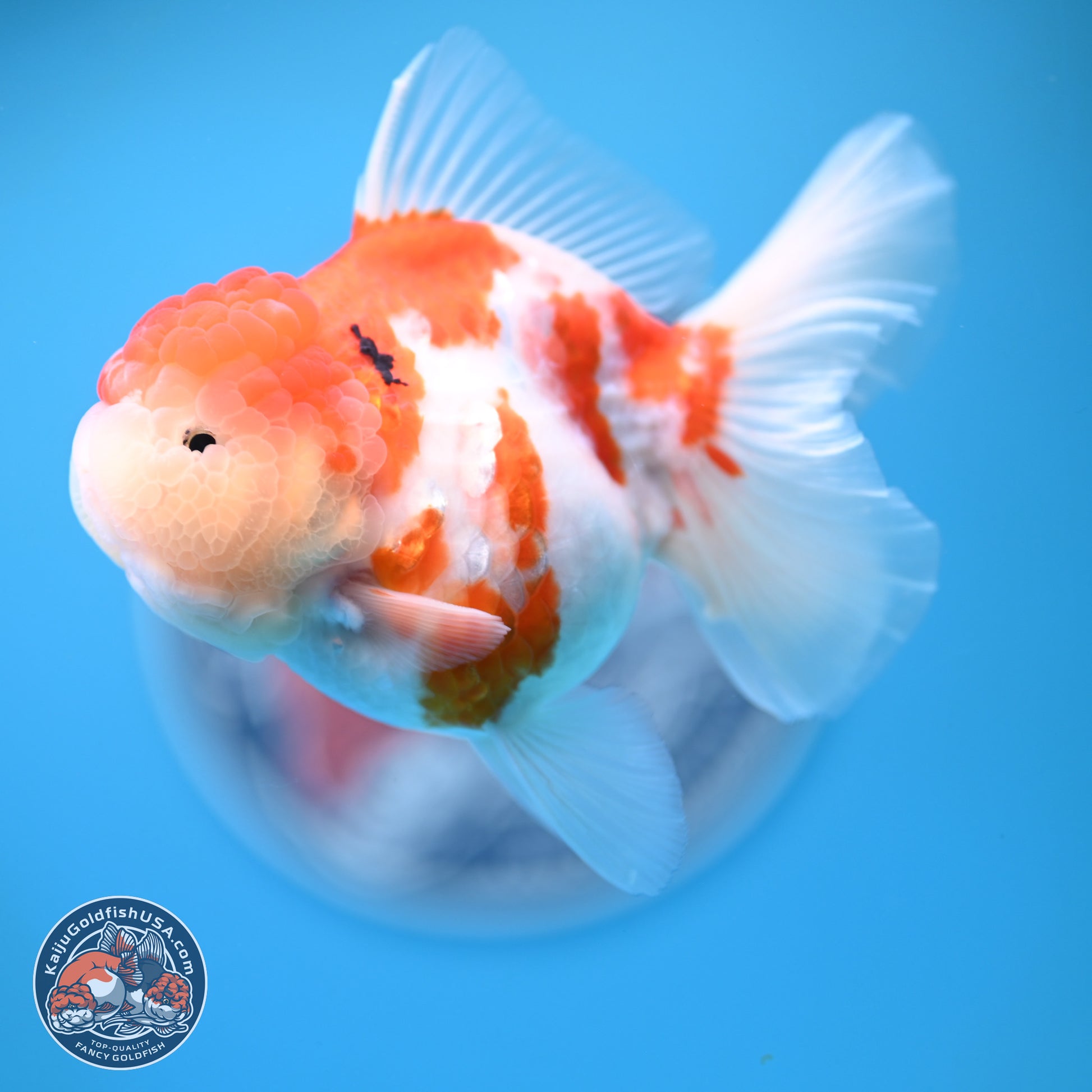 Tricolor Sakura Rose Tail Oranda 4.25 inches (241025_OR11) - Kaiju Goldfish USA