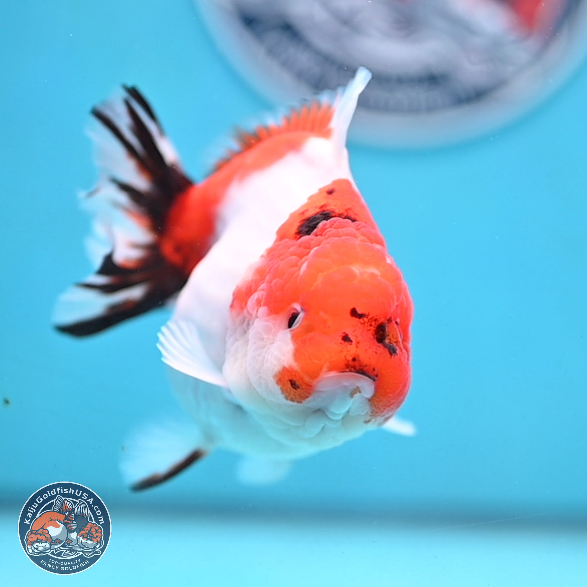 Tricolor Sakura YuanBao Oranda 4.5 inches Body - Female (250103_OR11) - Kaiju Goldfish USA