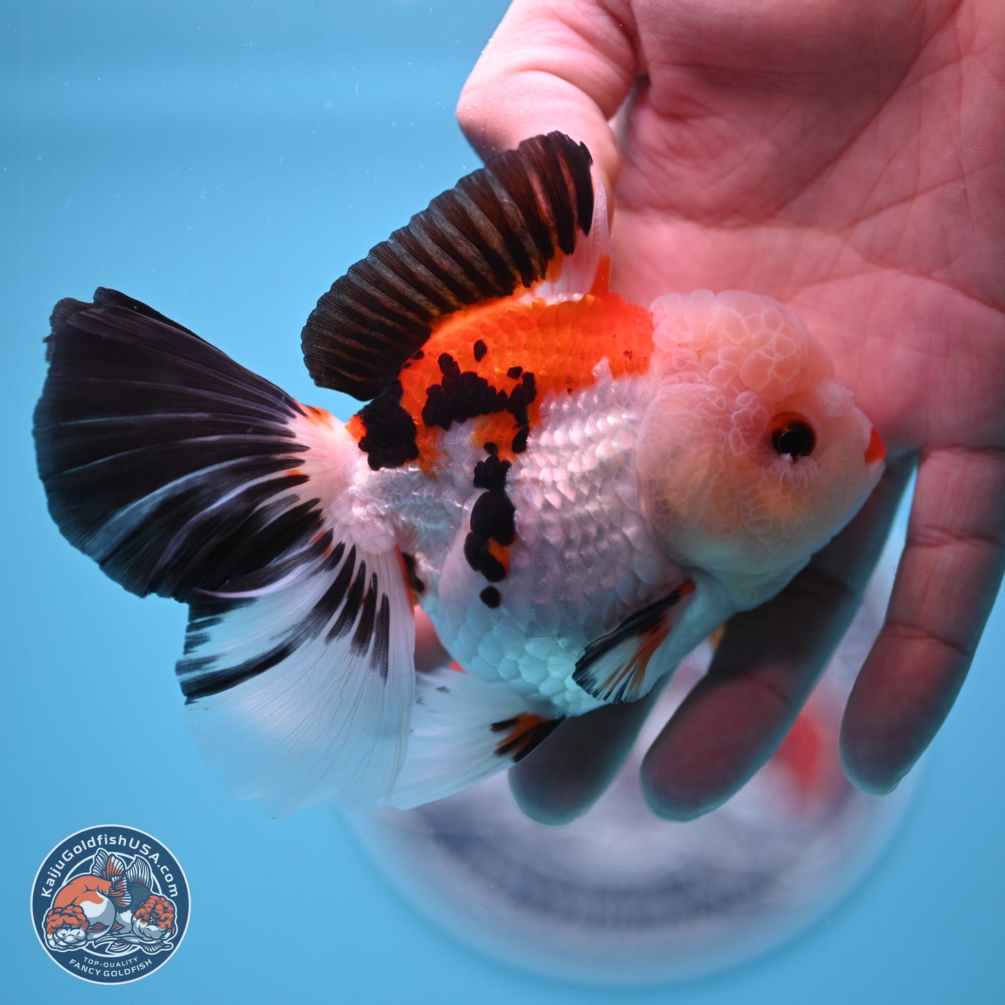 Tricolor Rose Tail Oranda 4.5 inches - Female (241122_OR11) - Kaiju Goldfish USA