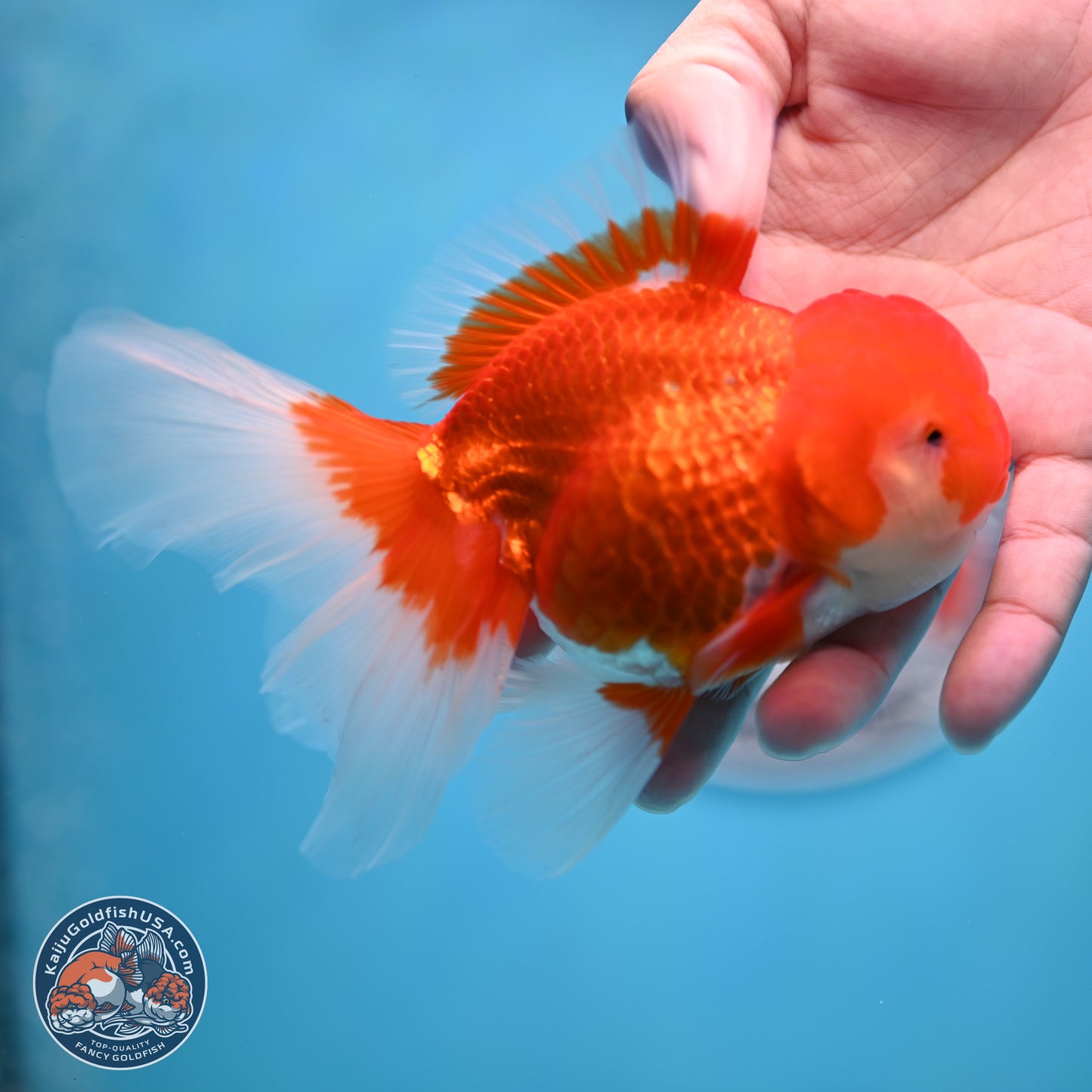 Red White Rose Tail Oranda 3.5 inches Body - Male (250404_OR11)