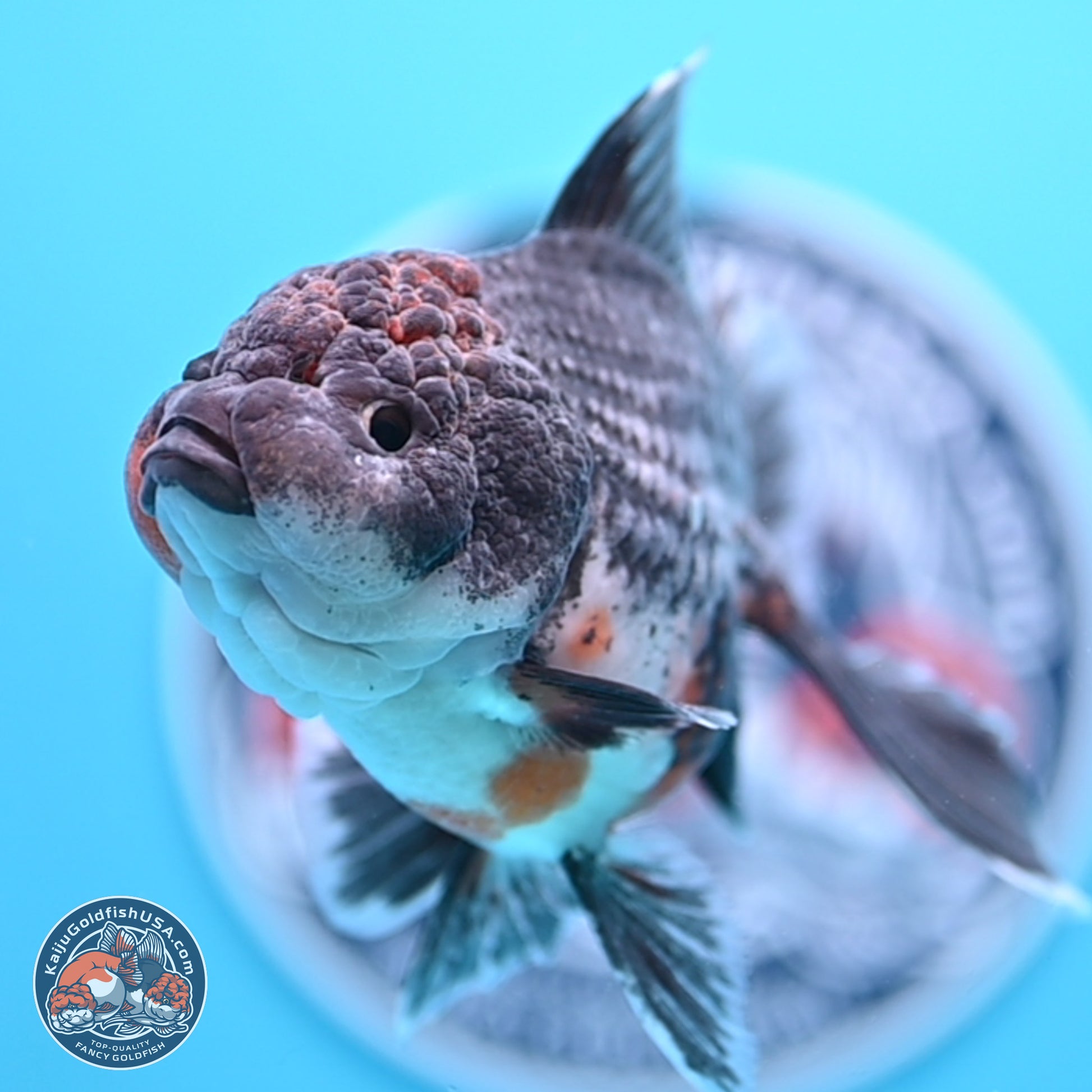 Shogun Blue Kirin Rose Tail Oranda 3.5in Body (240802_OR11) - Kaiju Goldfish USA