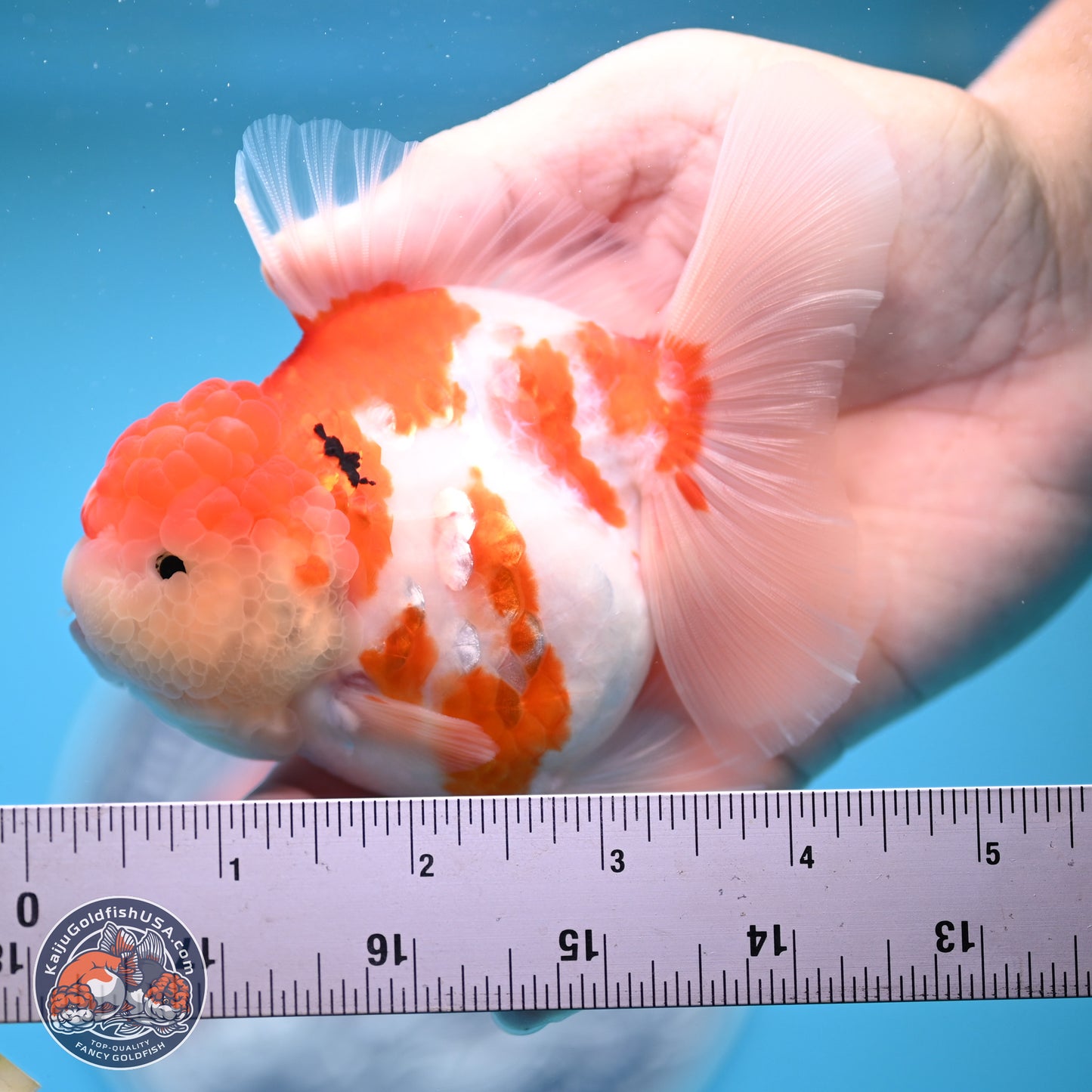 Tricolor Sakura Rose Tail Oranda 4.25 inches (241025_OR11) - Kaiju Goldfish USA