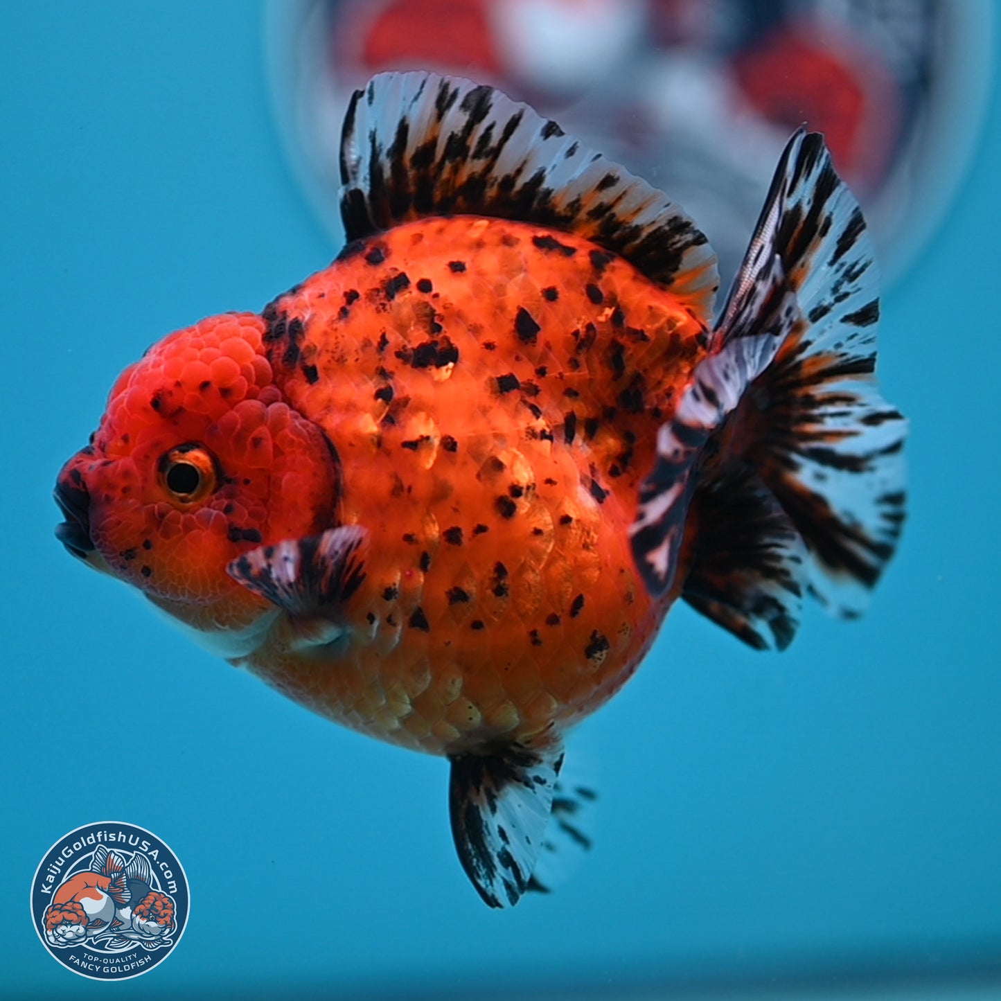 Shogun Tiger Oranda 4 inches Body - Female(250131_OR11)