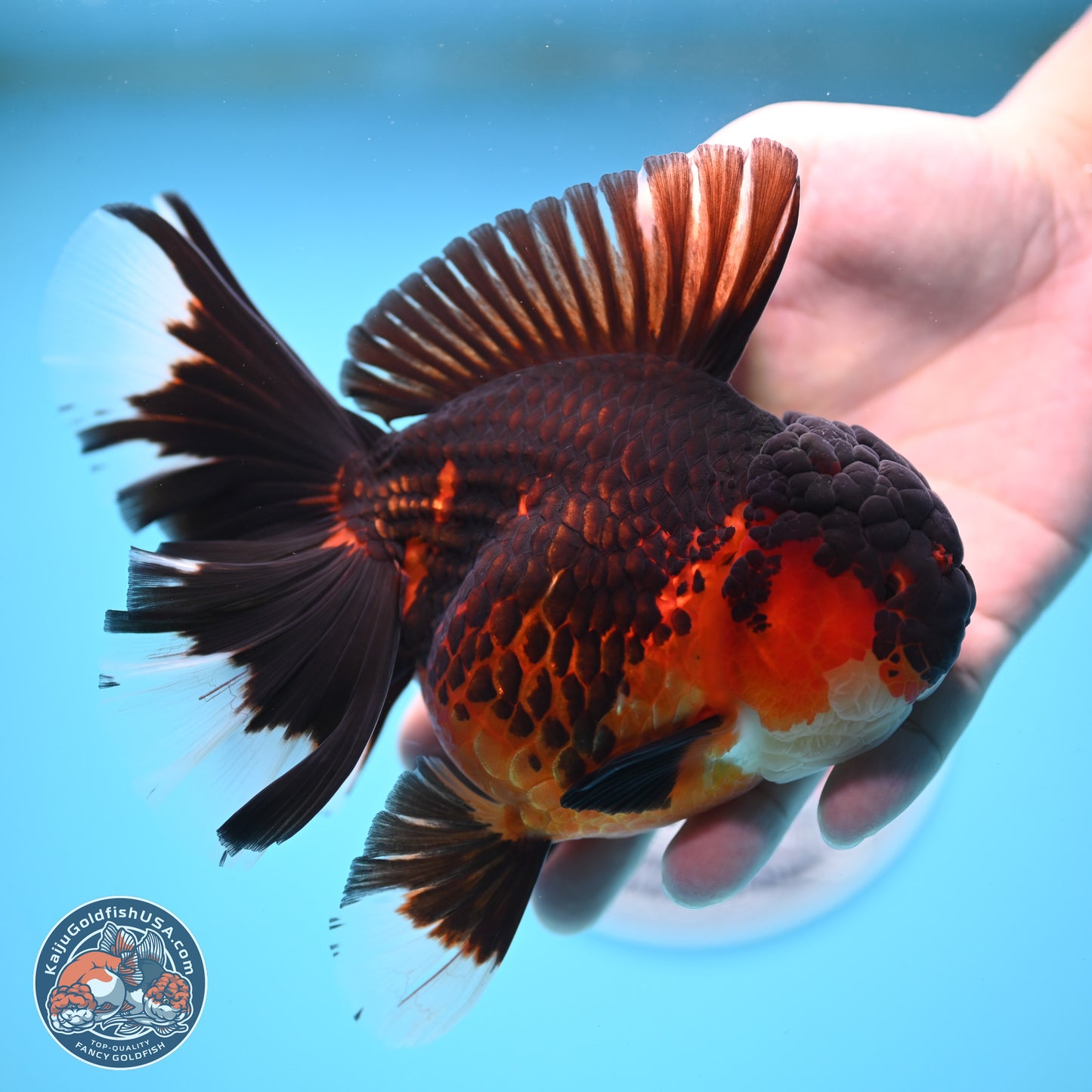 Apache Rose Tail Oranda 4.5 inches Body - Female (250214_OR11)