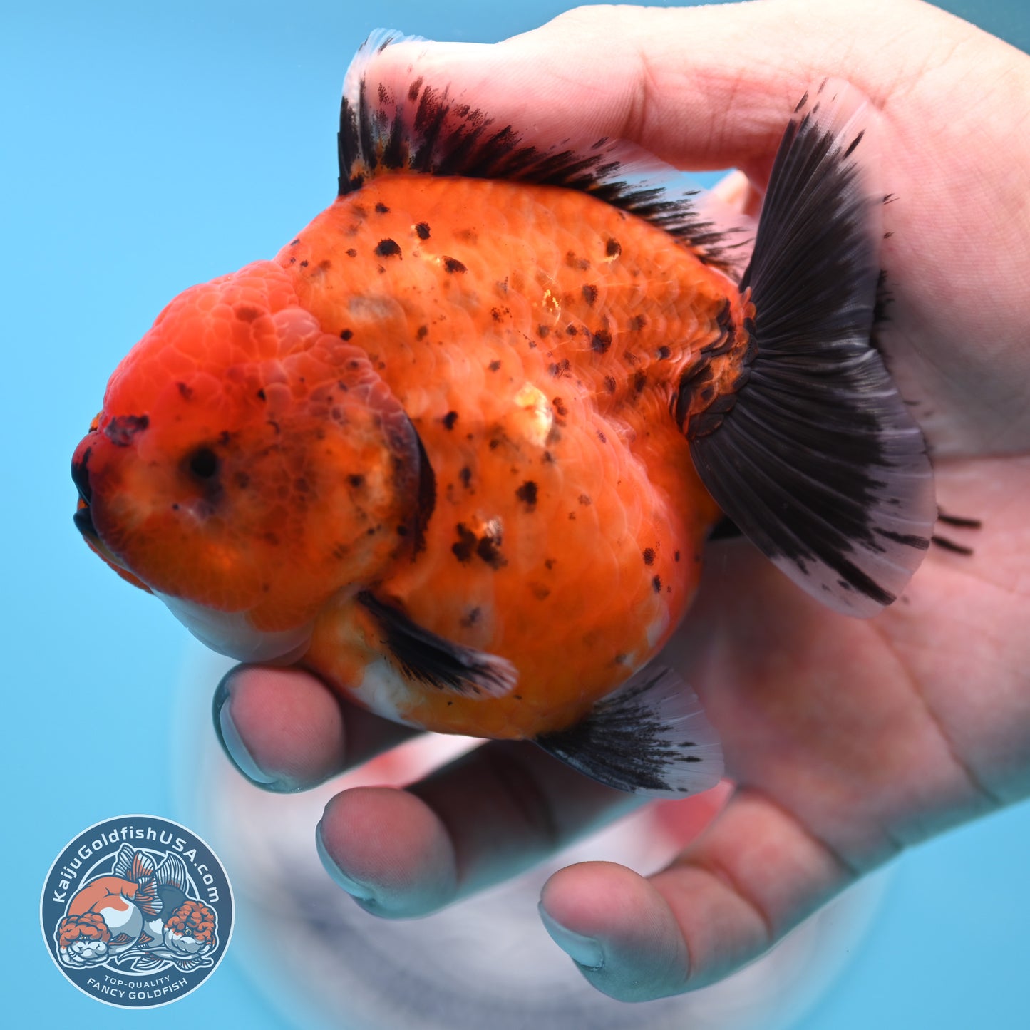 Shogun Tiger Oranda 3.5 inches Body - Female (250418_OR11)