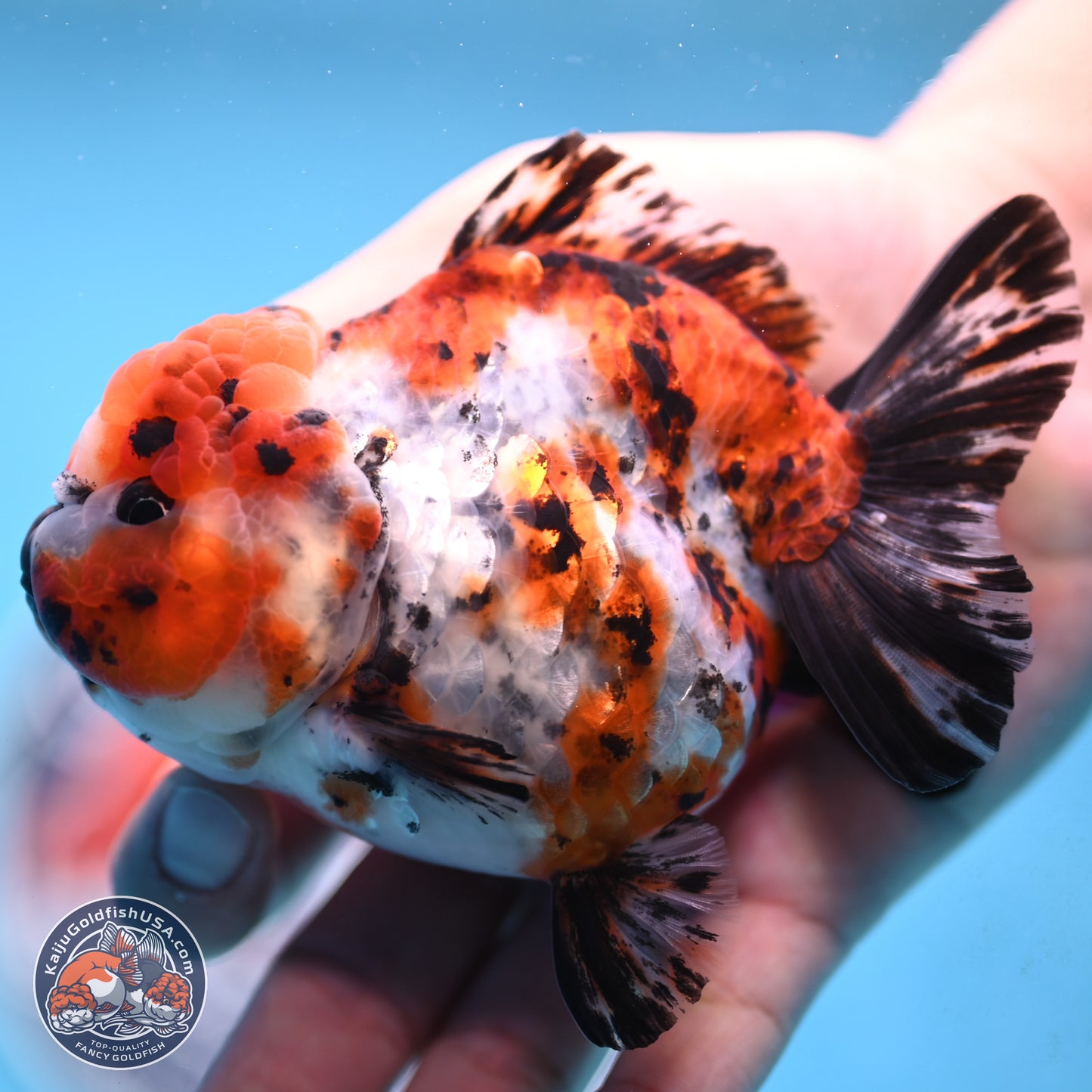 Shogun Calico Oranda 4 inches Body - Female (250207_OR11)