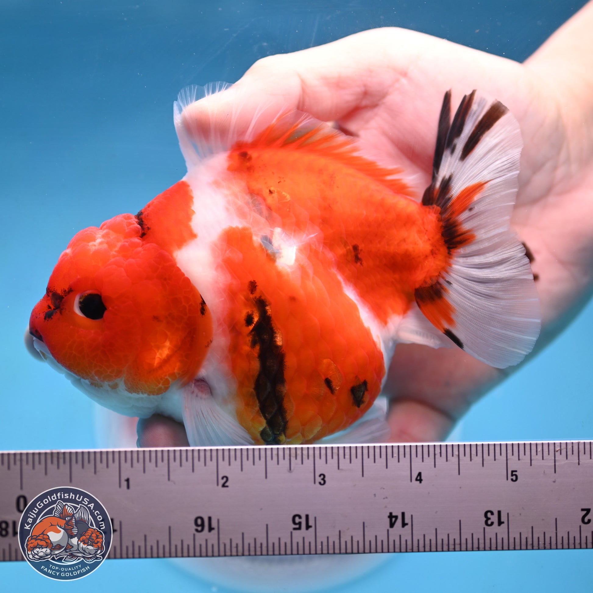 Tricolor Sakura YuanBao Oranda 4.5 inches Body - Female (250103_OR11) - Kaiju Goldfish USA