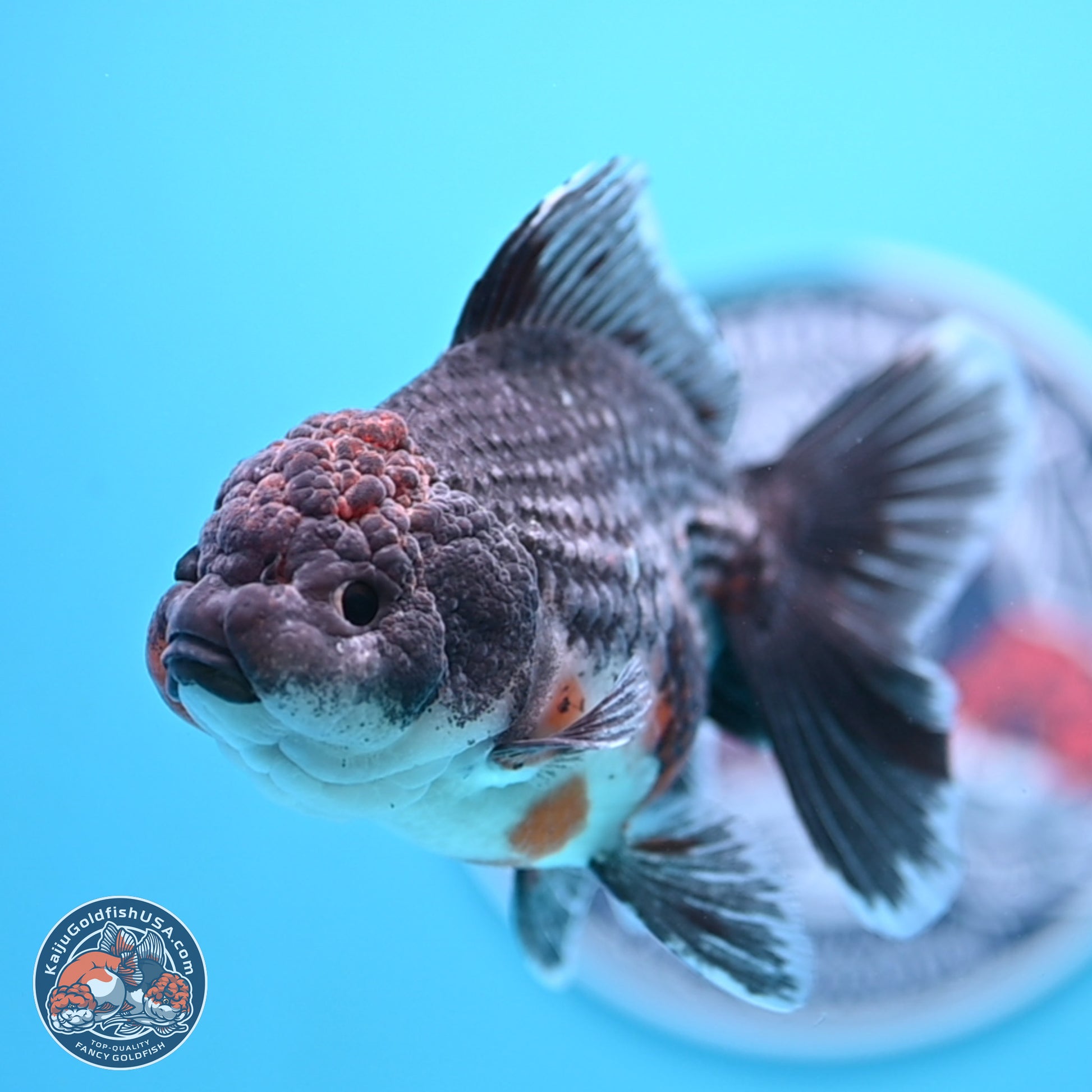 Shogun Blue Kirin Rose Tail Oranda 3.5in Body (240802_OR11) - Kaiju Goldfish USA